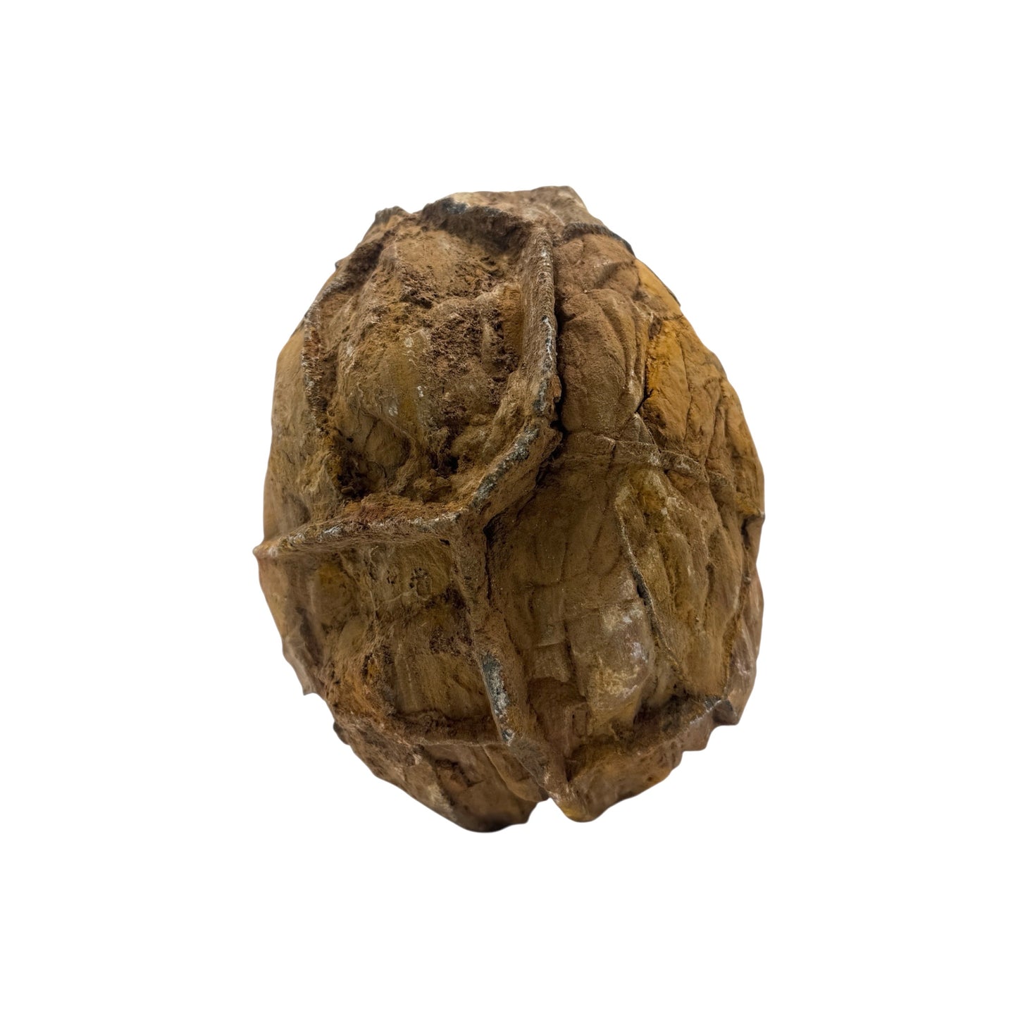 Septarian Nodule