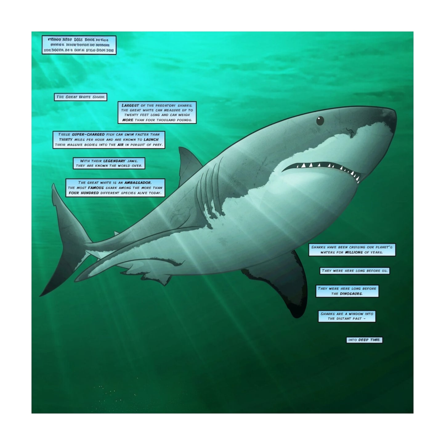 Sharks: A 400 Million Year Journey