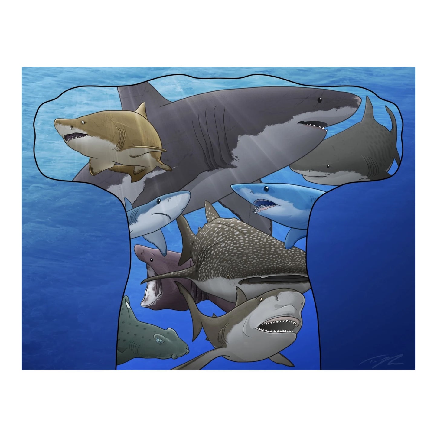 Sharks: A 400 Million Year Journey