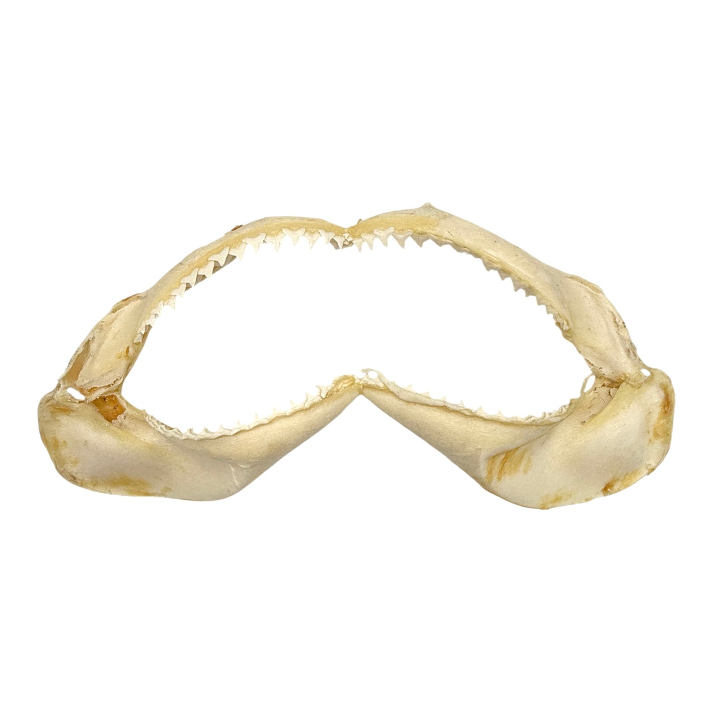 Shark Jaw (Silky Shark, 13")