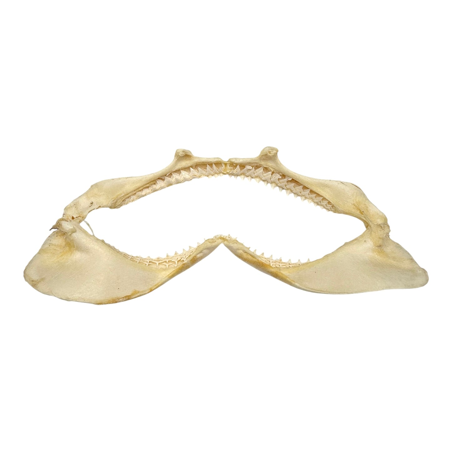 Shark Jaw (Silky Shark, 13")