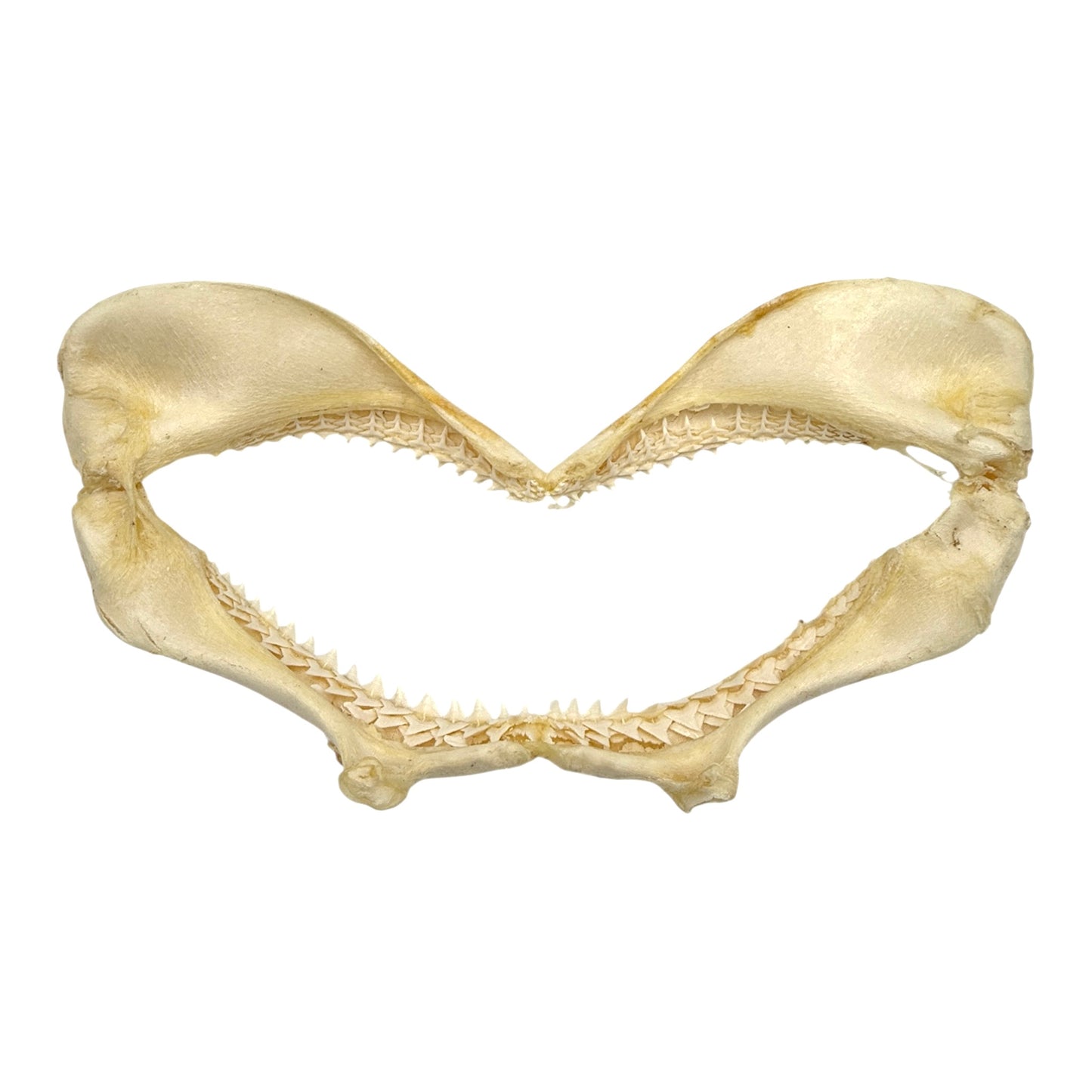 Shark Jaw (Silky Shark, 13")