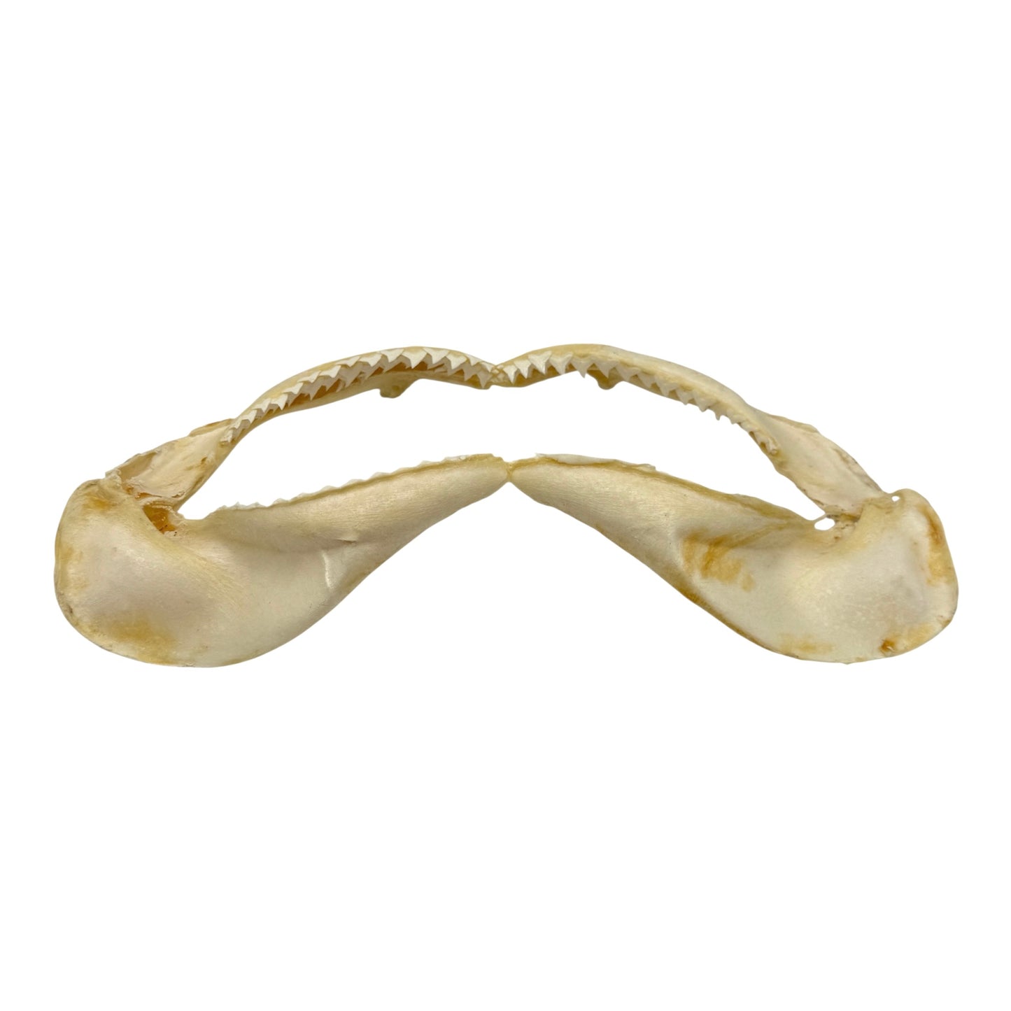 Shark Jaw (Silky Shark, 13")