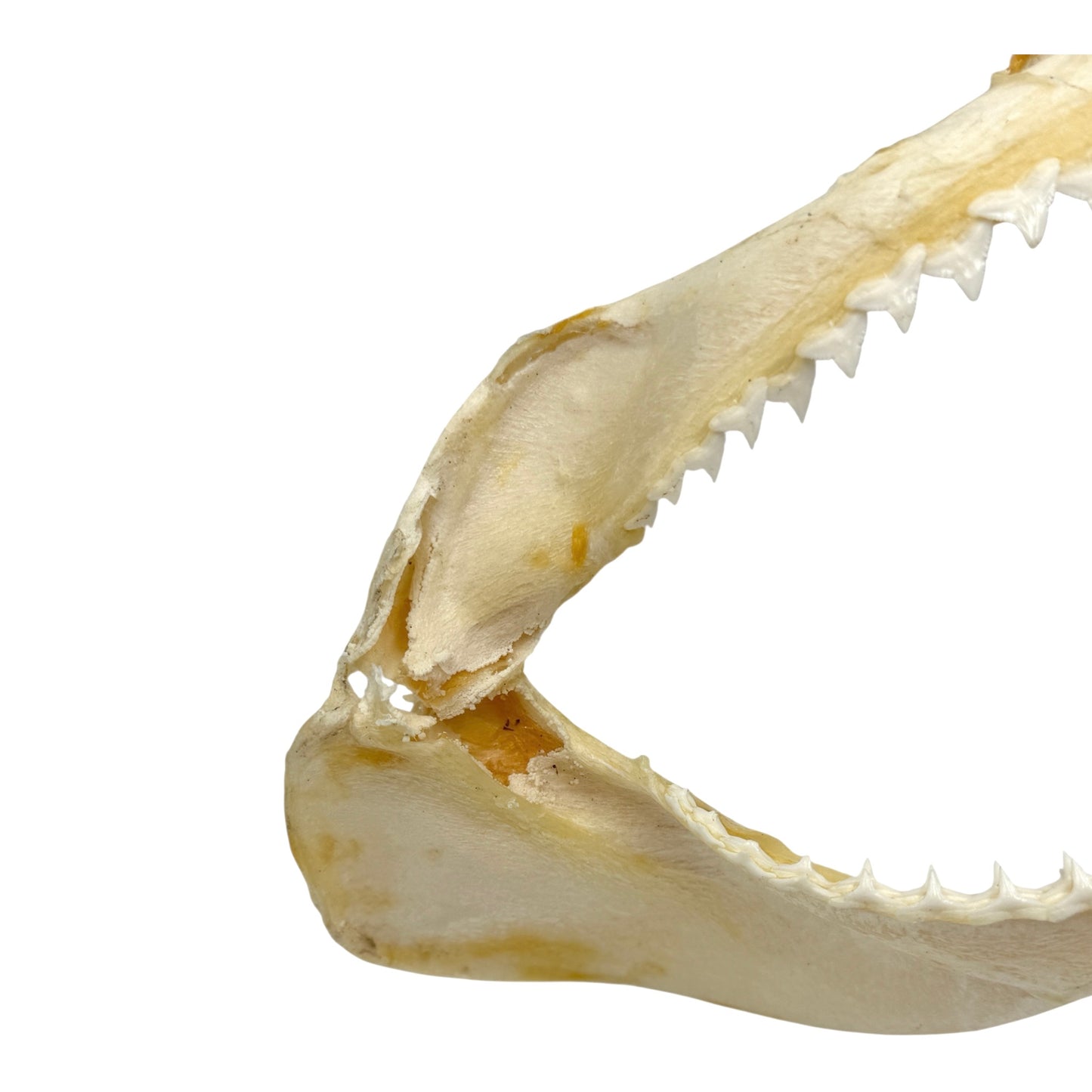 Shark Jaw (Silky Shark, 13")