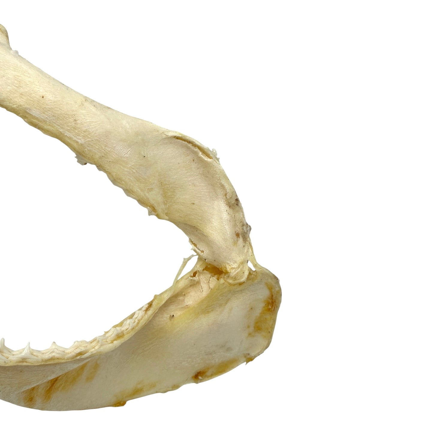 Shark Jaw (Silky Shark, 13")