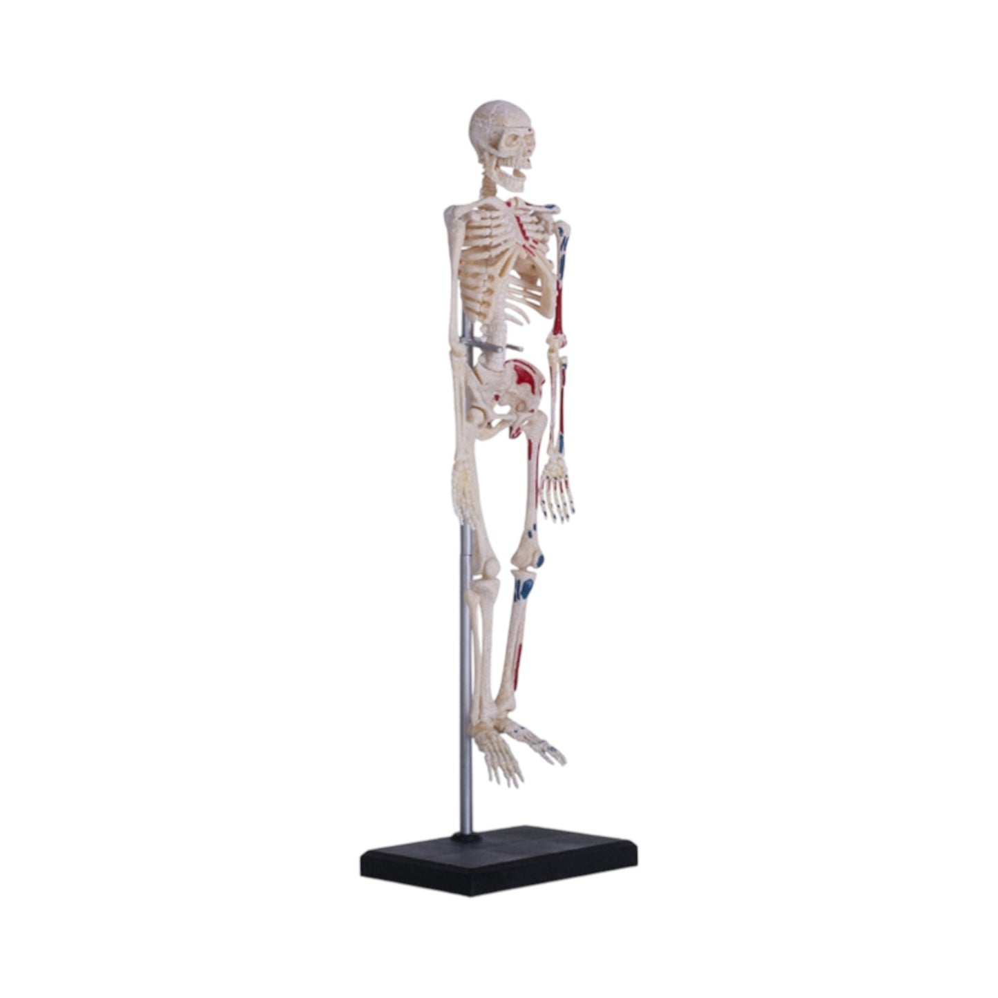 4D Human Skeleton