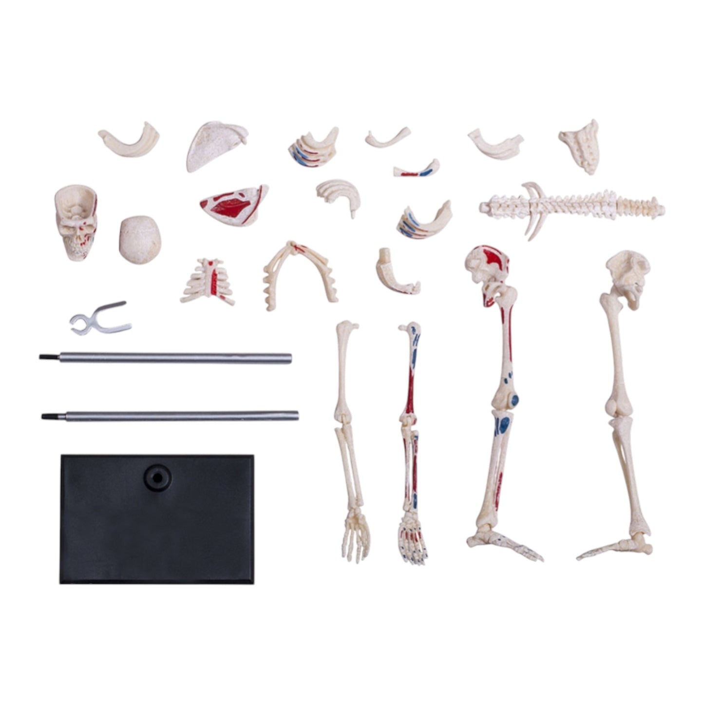 4D Human Skeleton