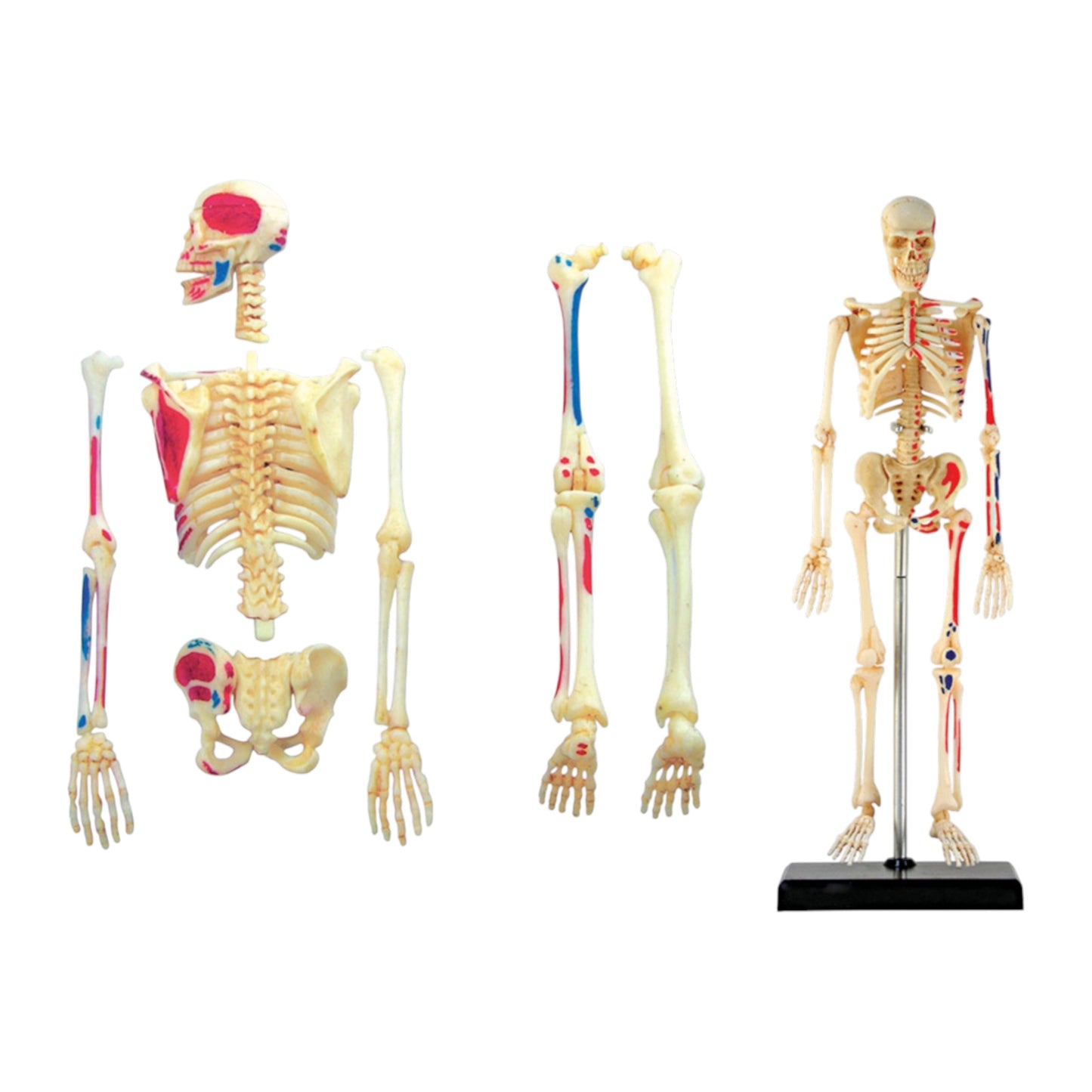 4D Human Skeleton