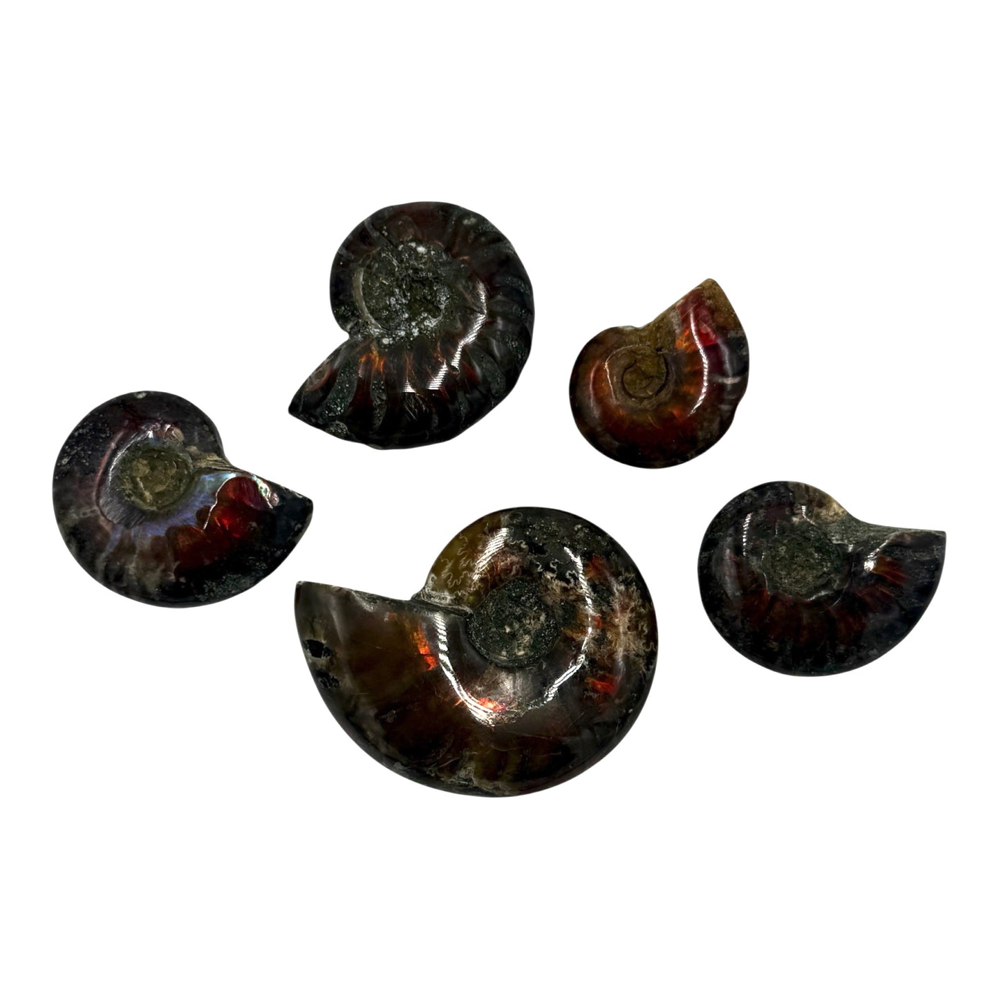 Fire Ammonite (1-2")