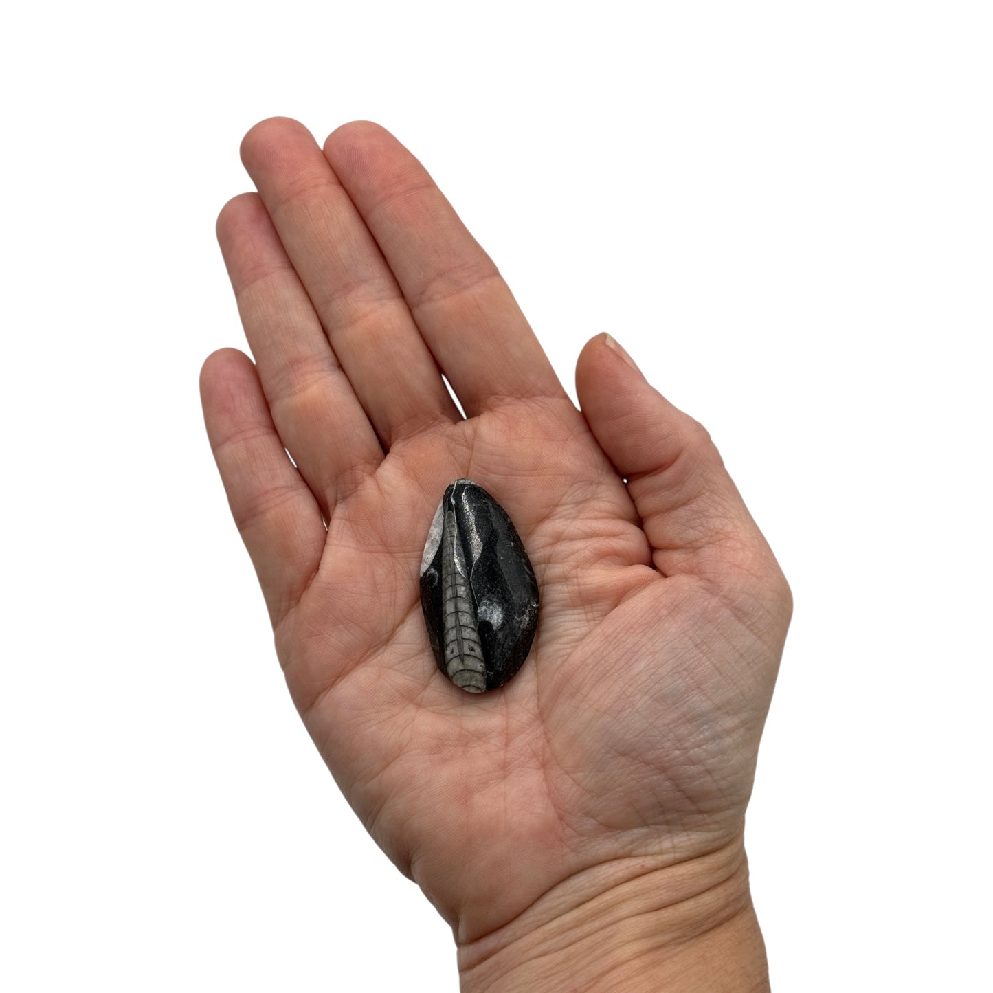 Orthoceras (Small)