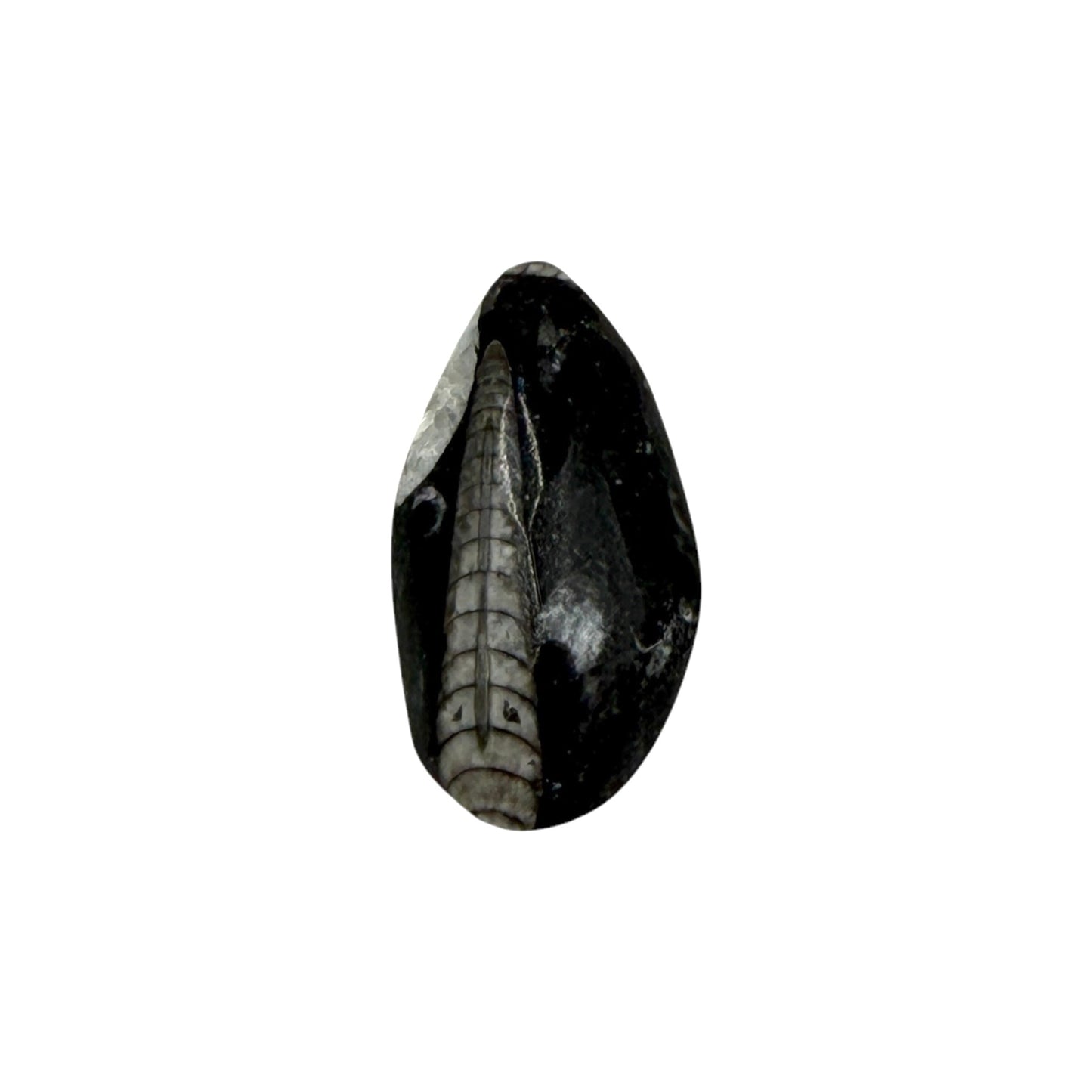 Orthoceras (Small)
