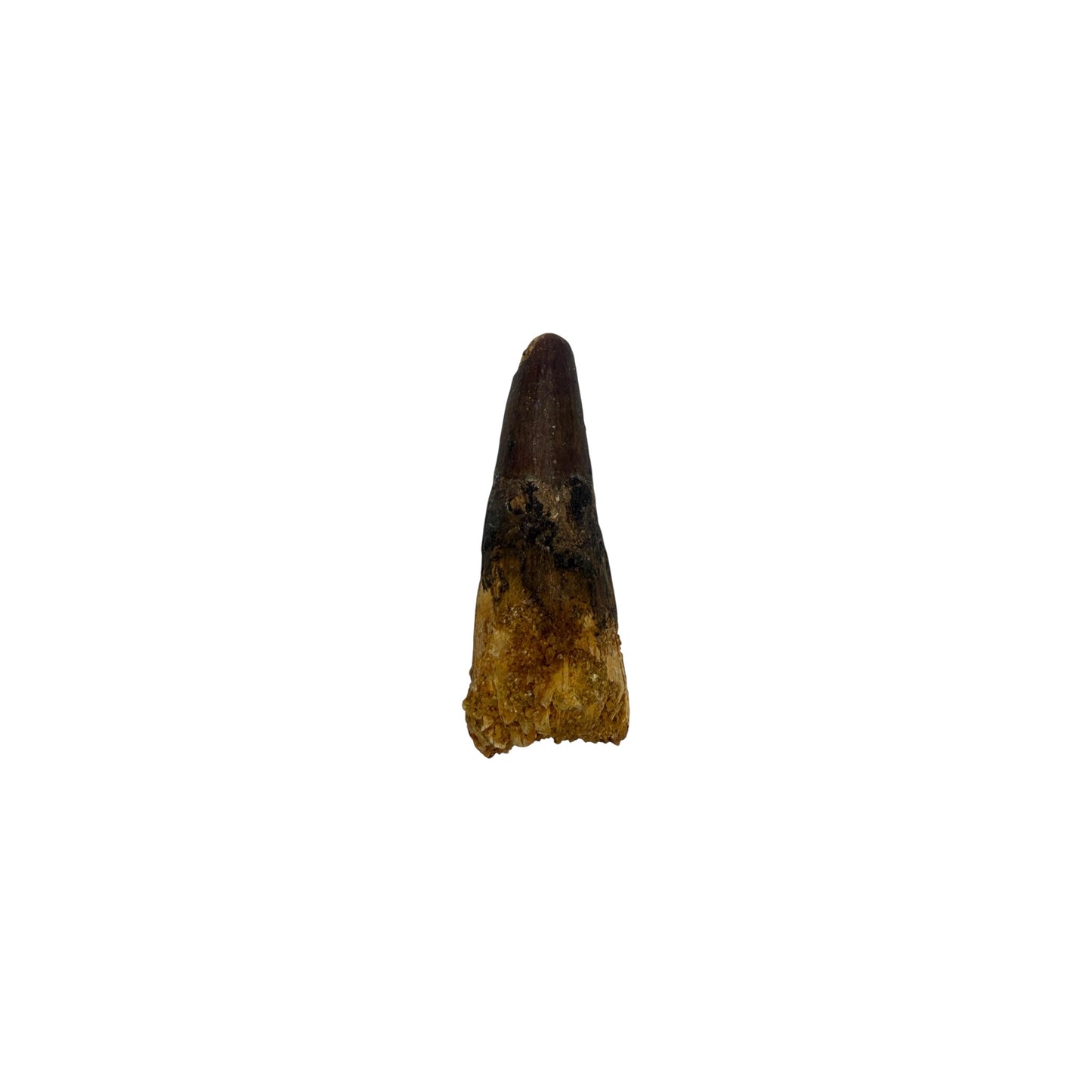 Fossilized Dinosaur Tooth (Spinosaurus, 1.25-2")