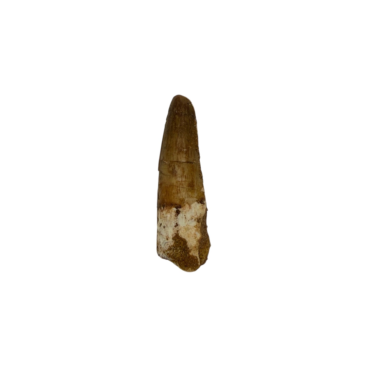 Fossilized Dinosaur Tooth (Spinosaurus, 1.25-2")