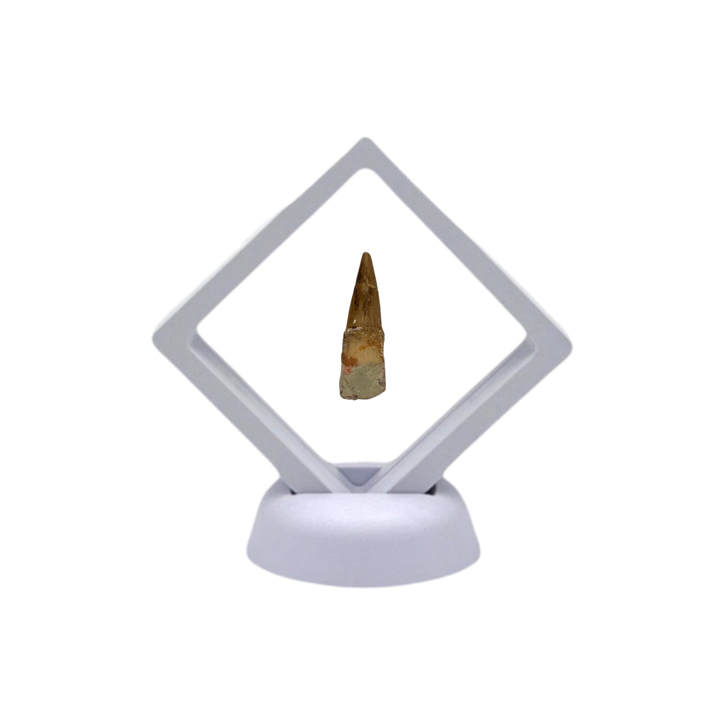 Fossilized Dinosaur Tooth (Spinosaurus, 2-3")