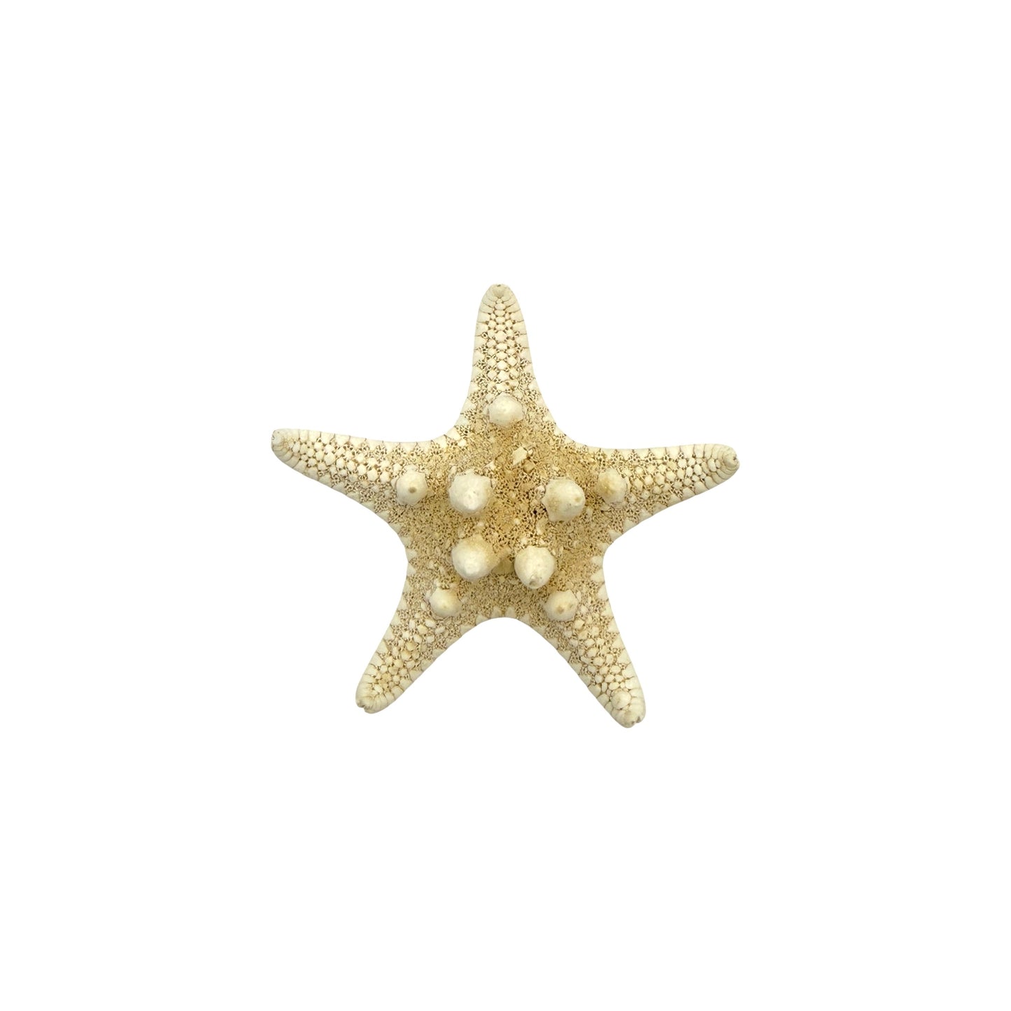Knobby Starfish