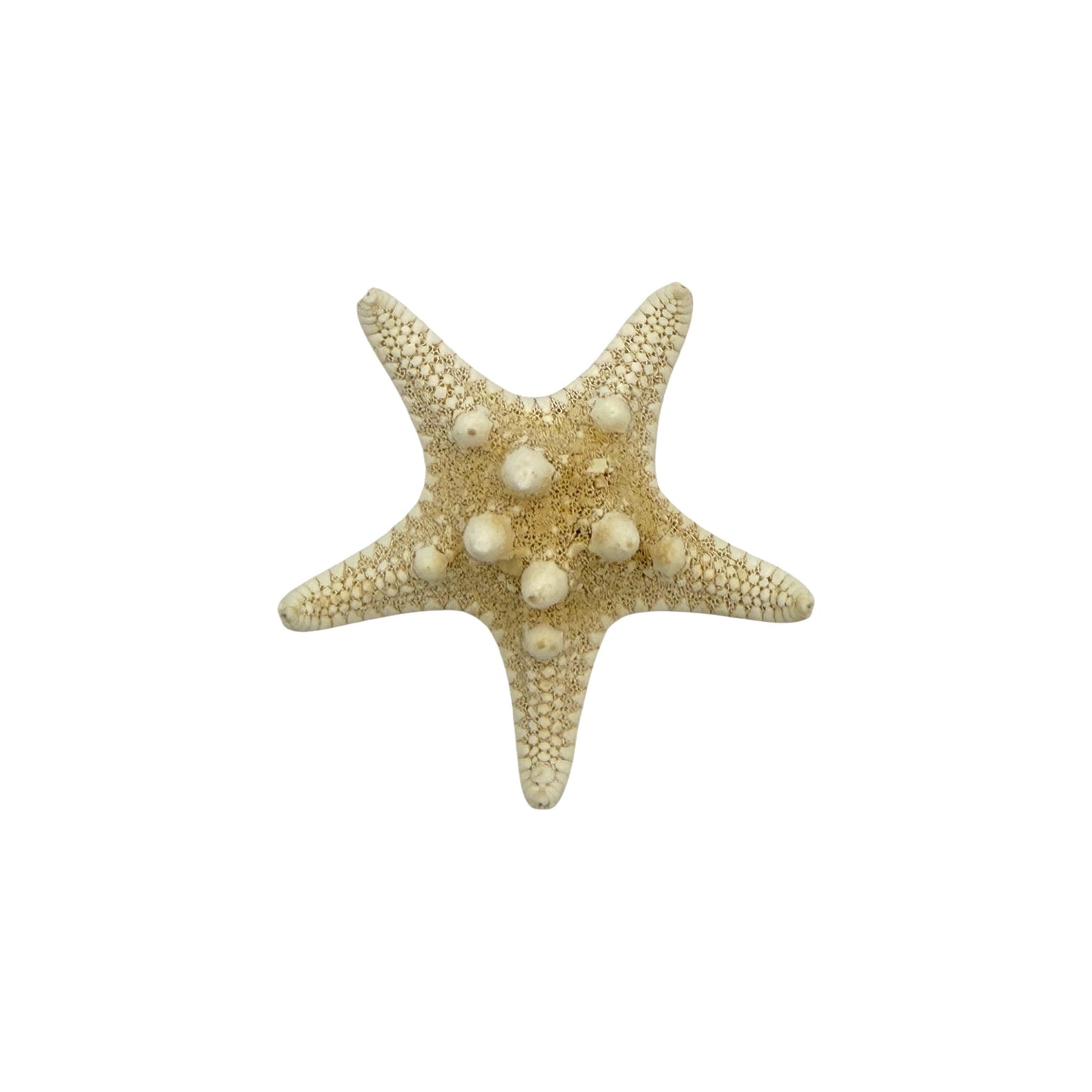Knobby Starfish