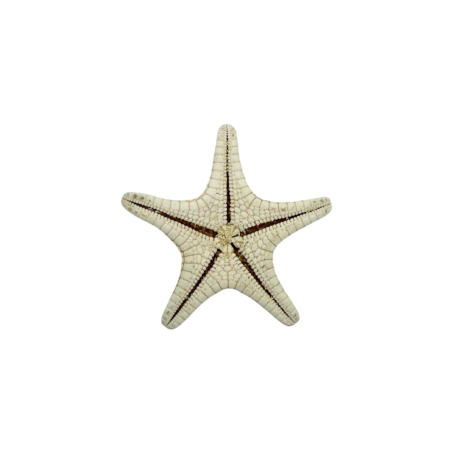 Knobby Starfish
