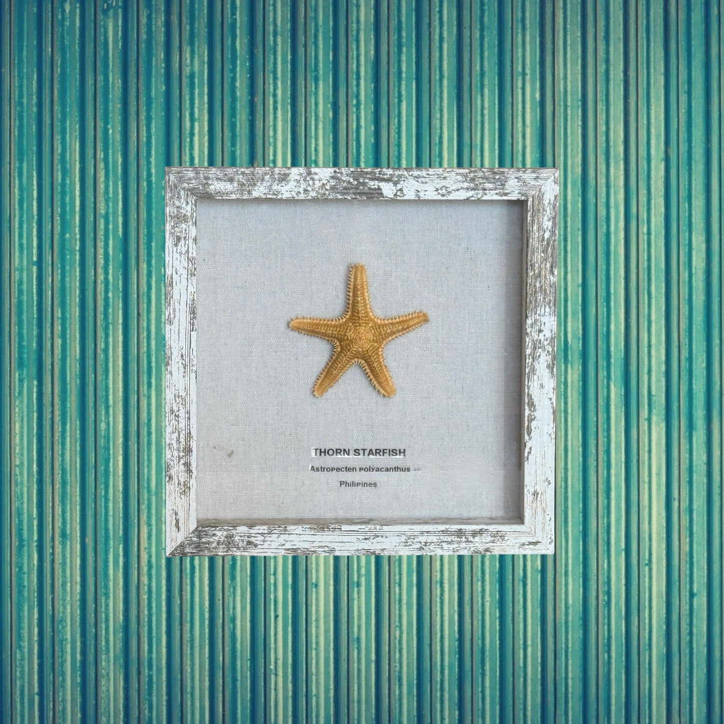 Thorn Starfish in Frame