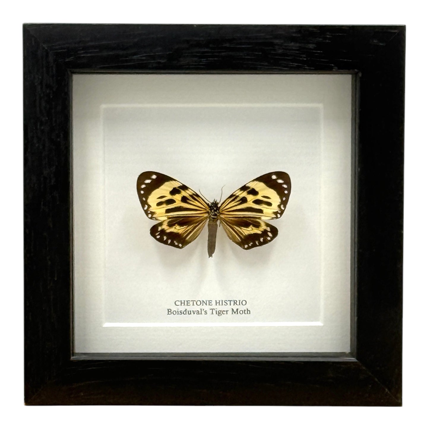 Boisduval's Tiger Moth