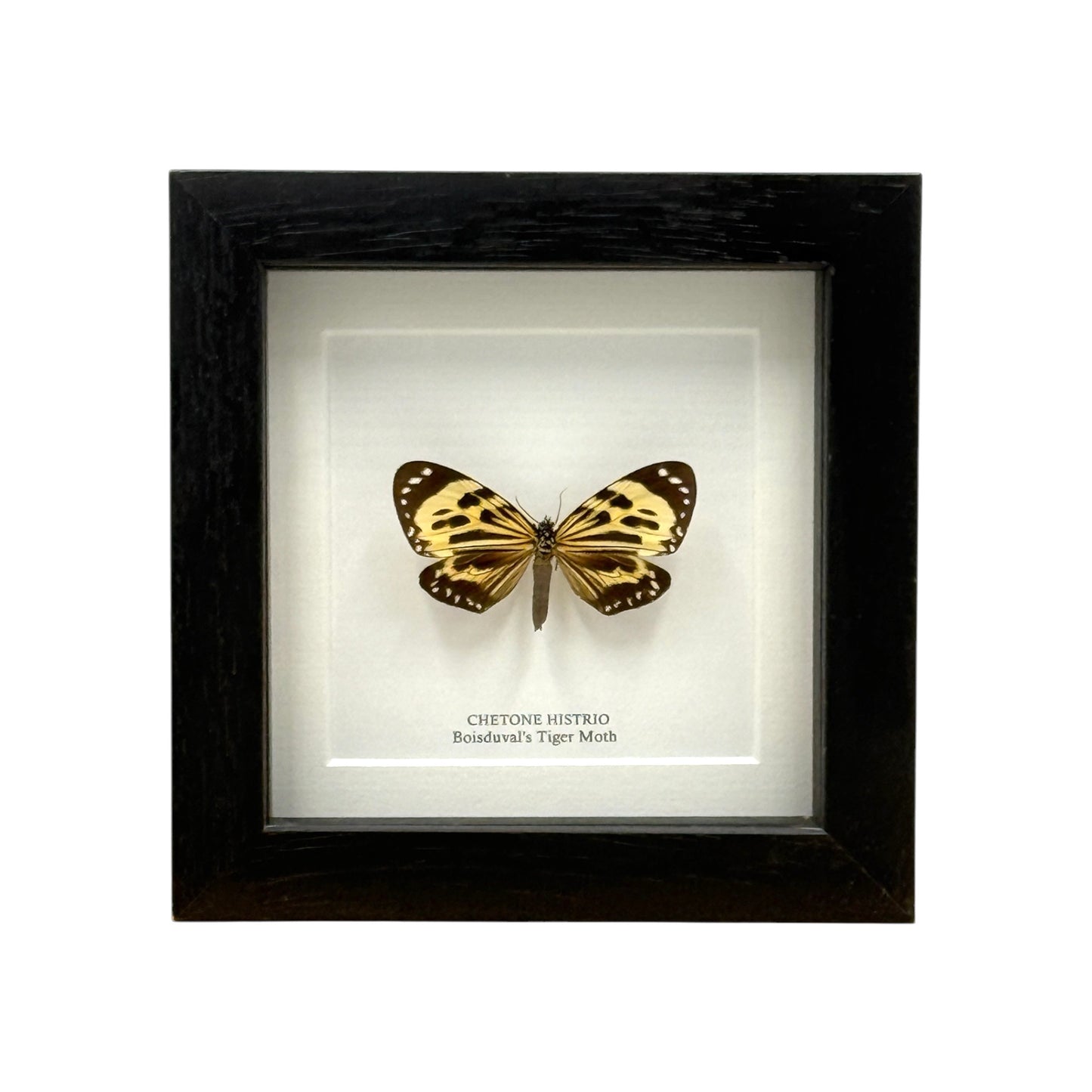 Boisduval's Tiger Moth
