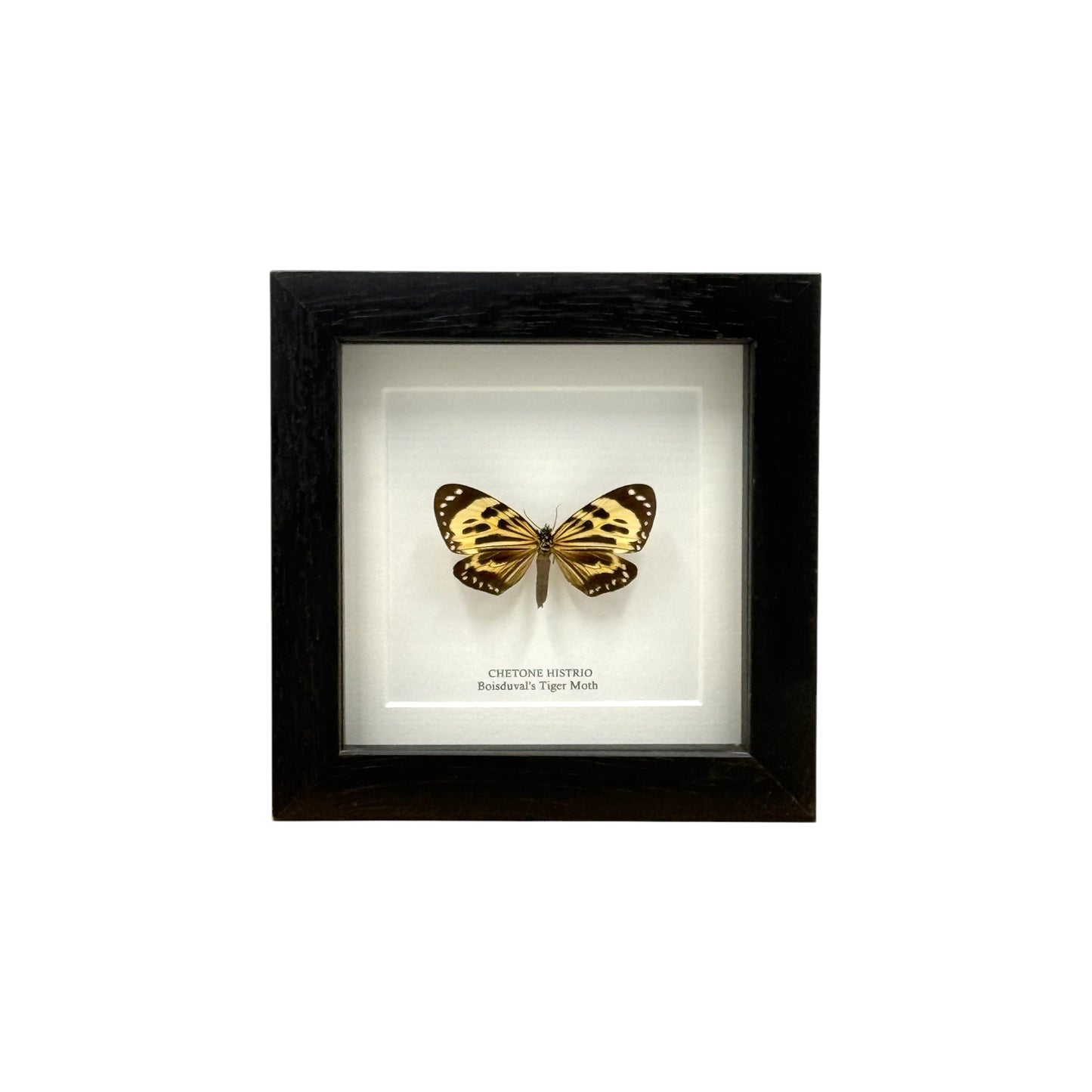 Boisduval's Tiger Moth
