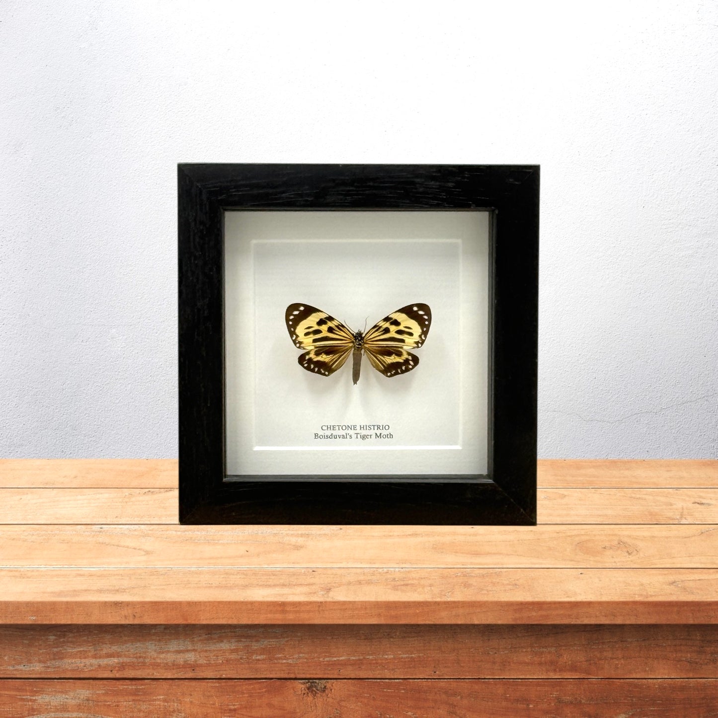 Boisduval's Tiger Moth