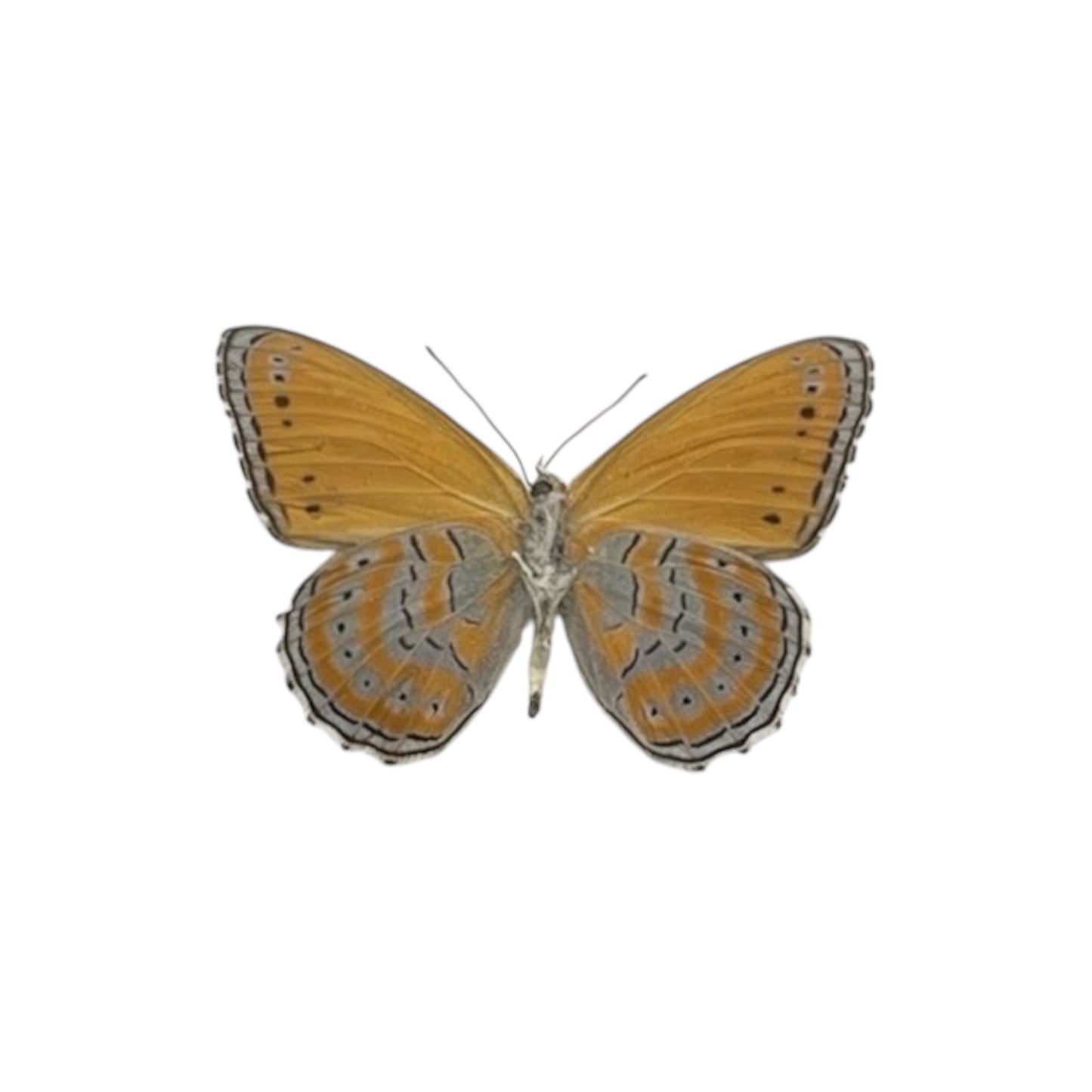 Spotted Lilac Tree Nymph Butterfly