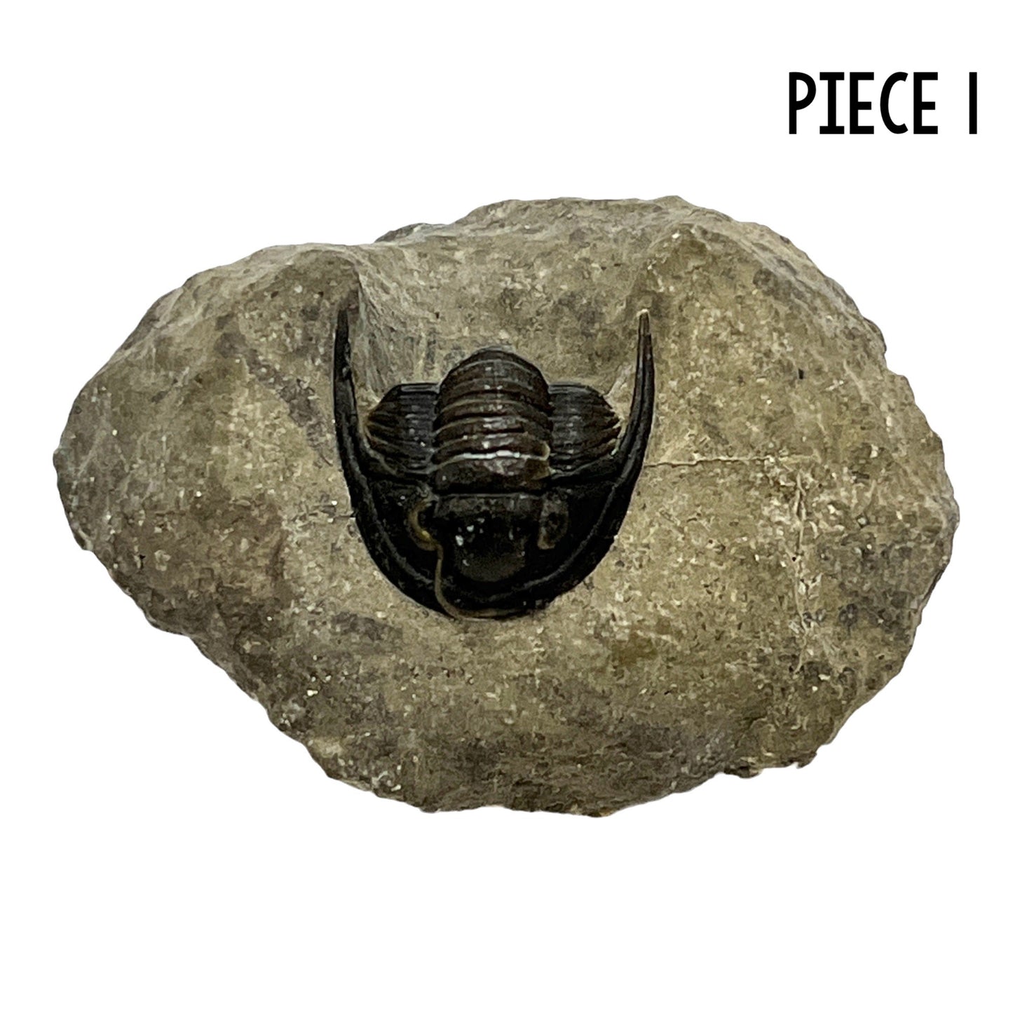 Trilobite Fossil (Cornuproetus Cornutus)