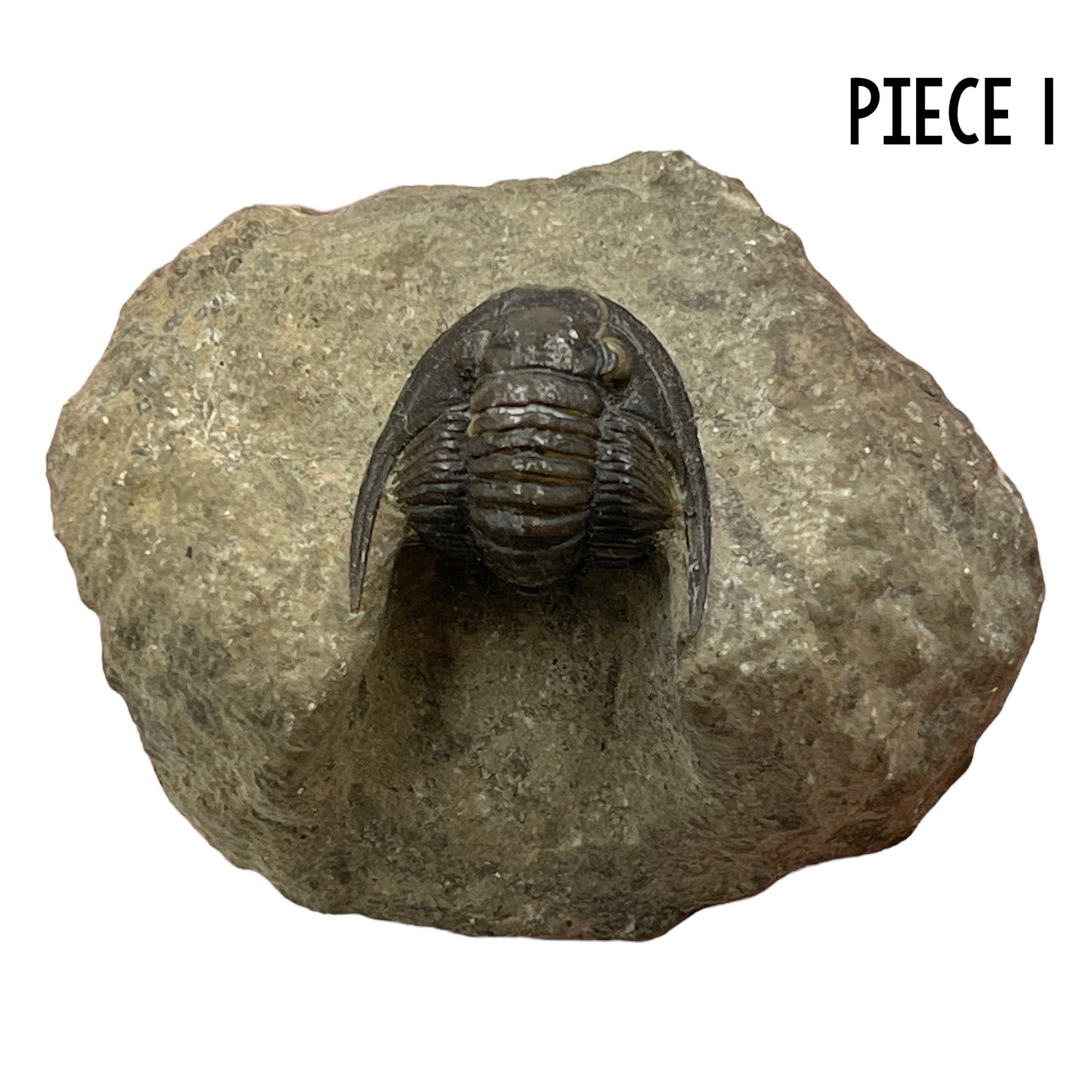 Trilobite Fossil (Cornuproetus Cornutus)