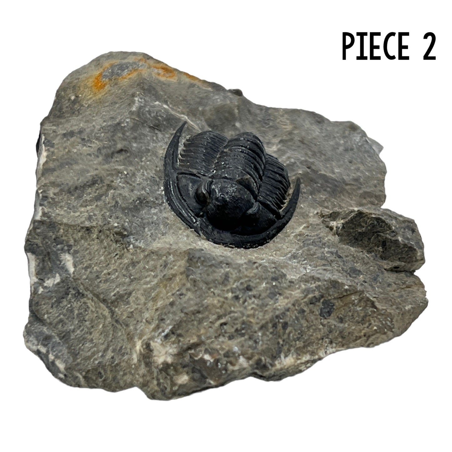 Trilobite Fossil (Cornuproetus Cornutus)