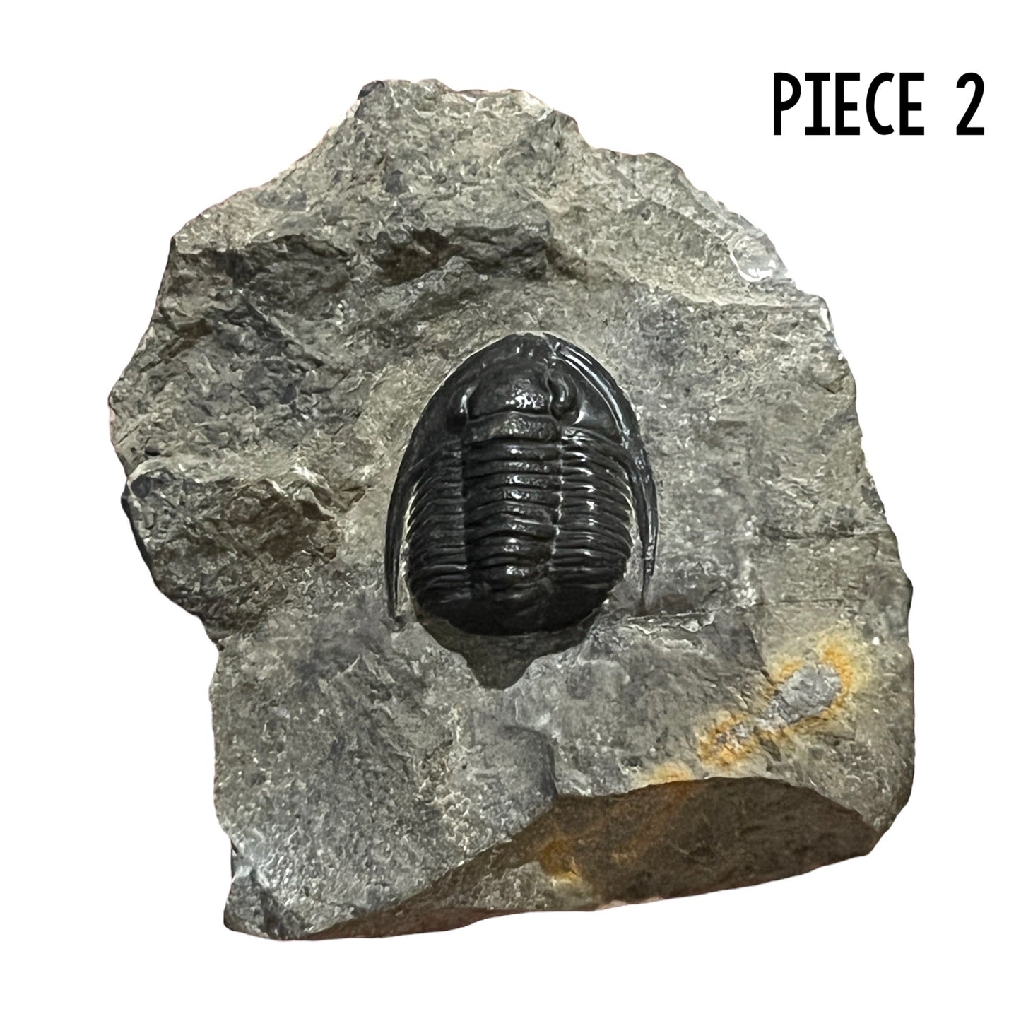 Trilobite Fossil (Cornuproetus Cornutus)