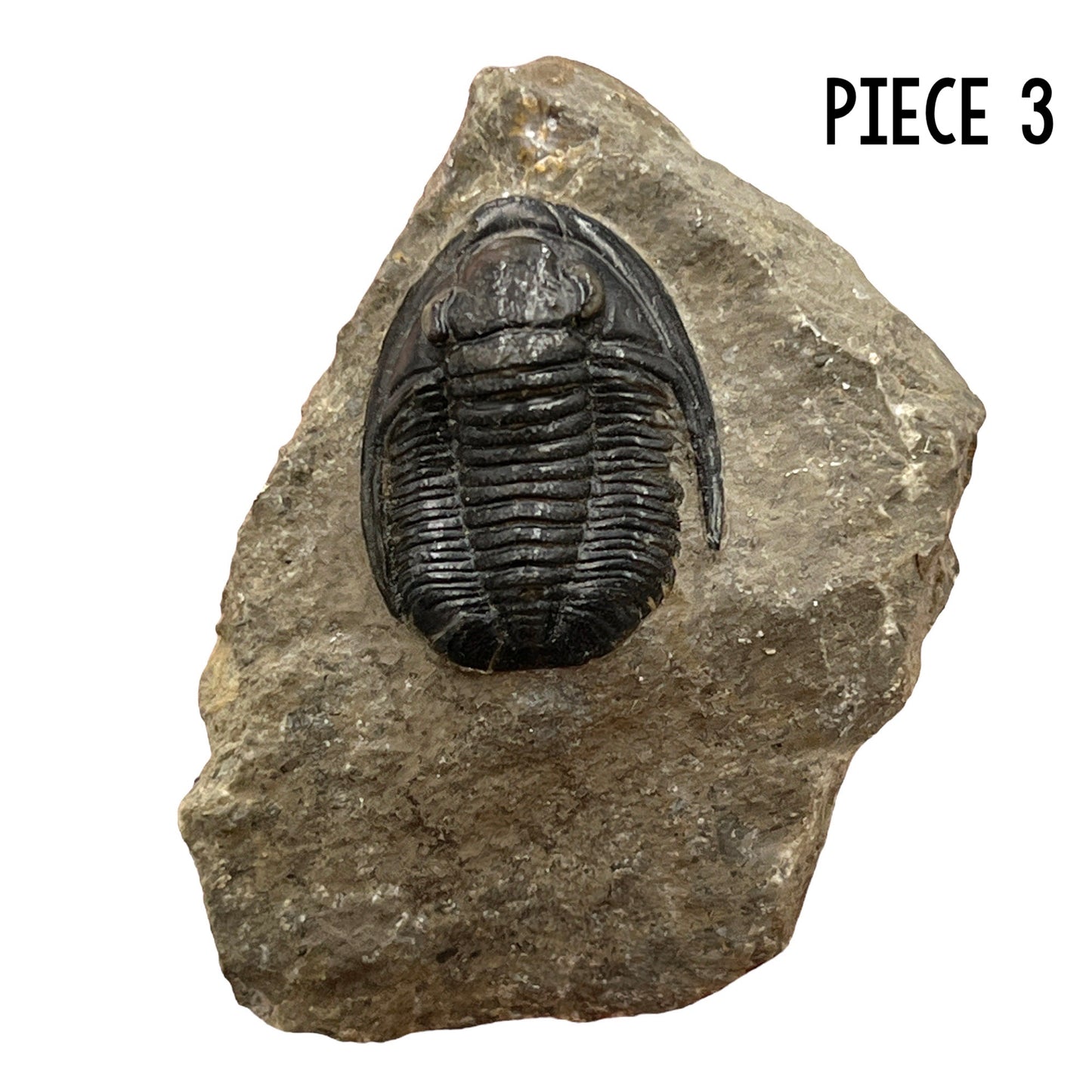 Trilobite Fossil (Cornuproetus Cornutus)