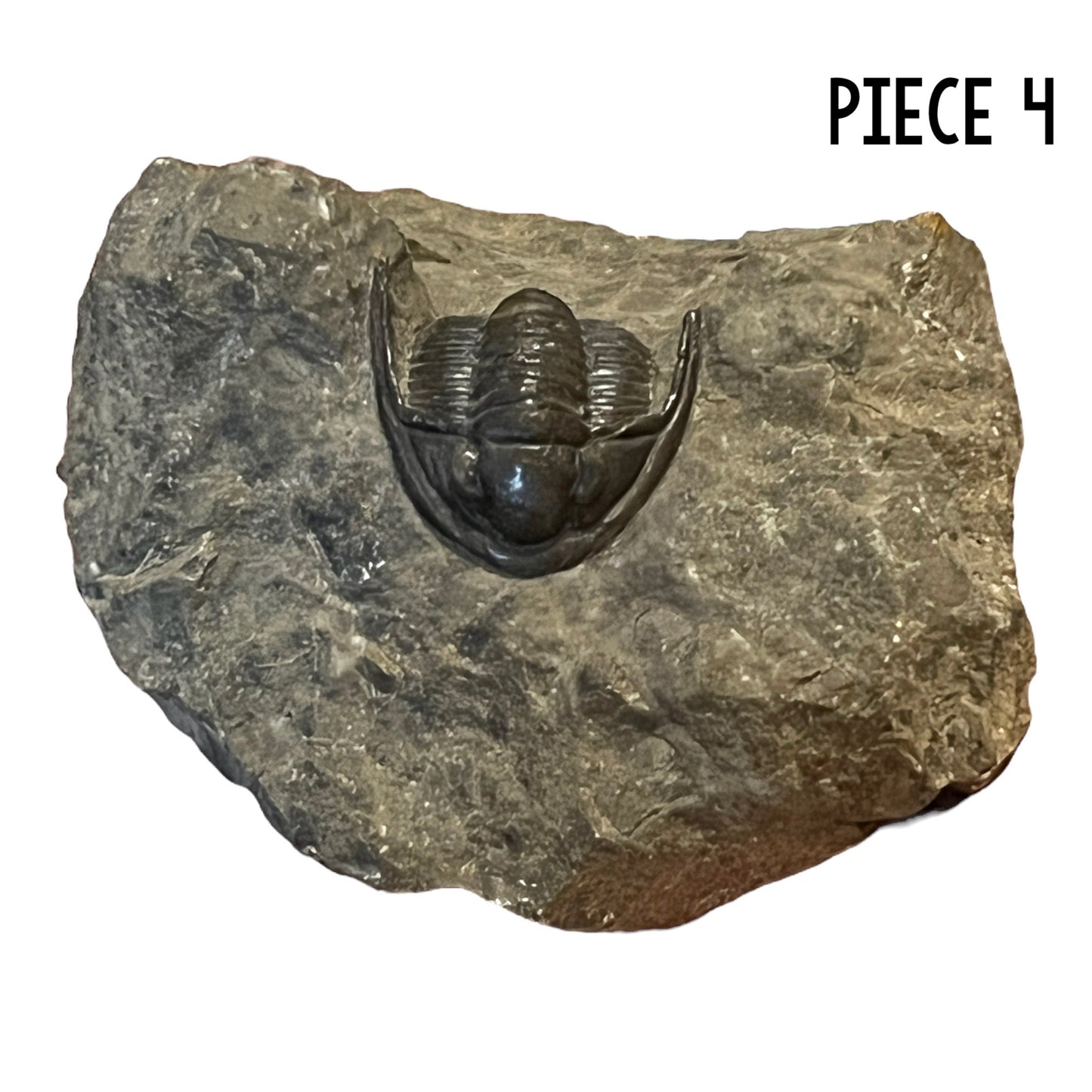 Trilobite Fossil (Cornuproetus Cornutus)