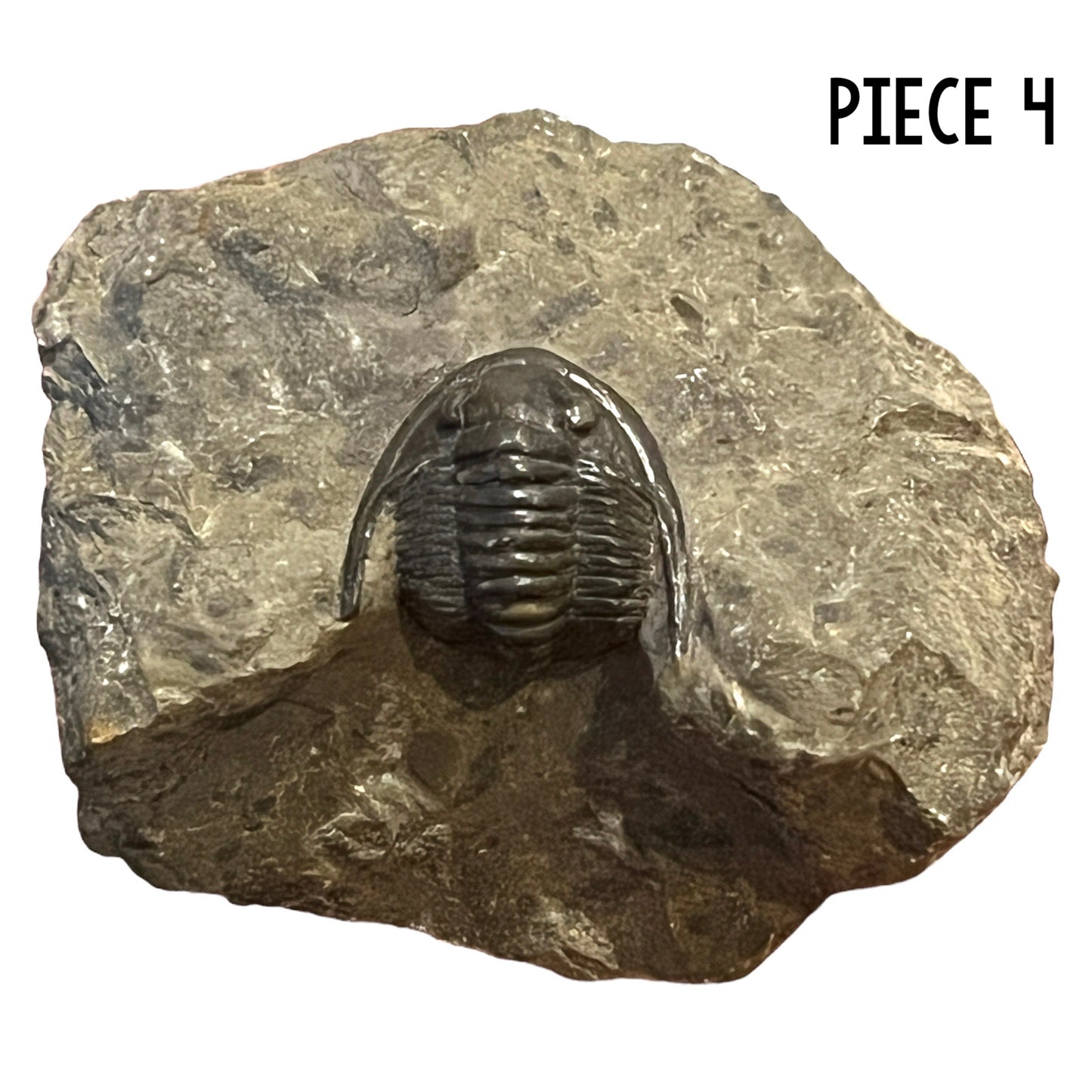 Trilobite Fossil (Cornuproetus Cornutus)