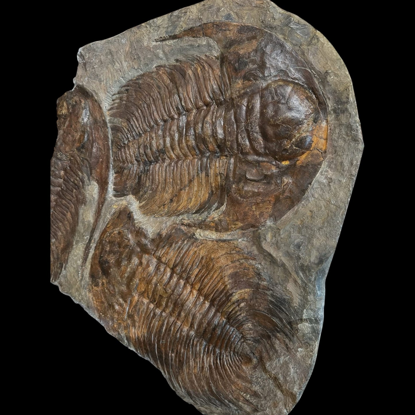 Acadoparadoxides Trilobite Slab (20x20")