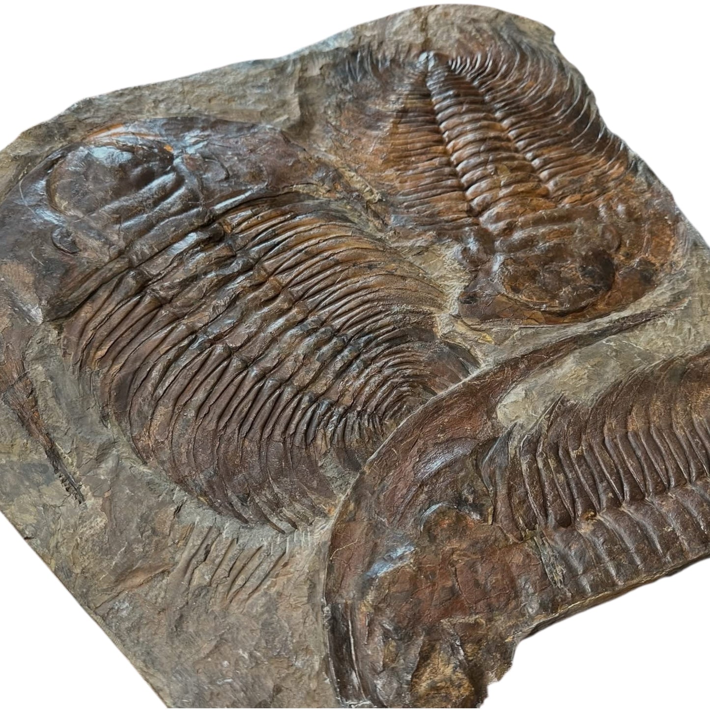 Acadoparadoxides Trilobite Slab (20x20")