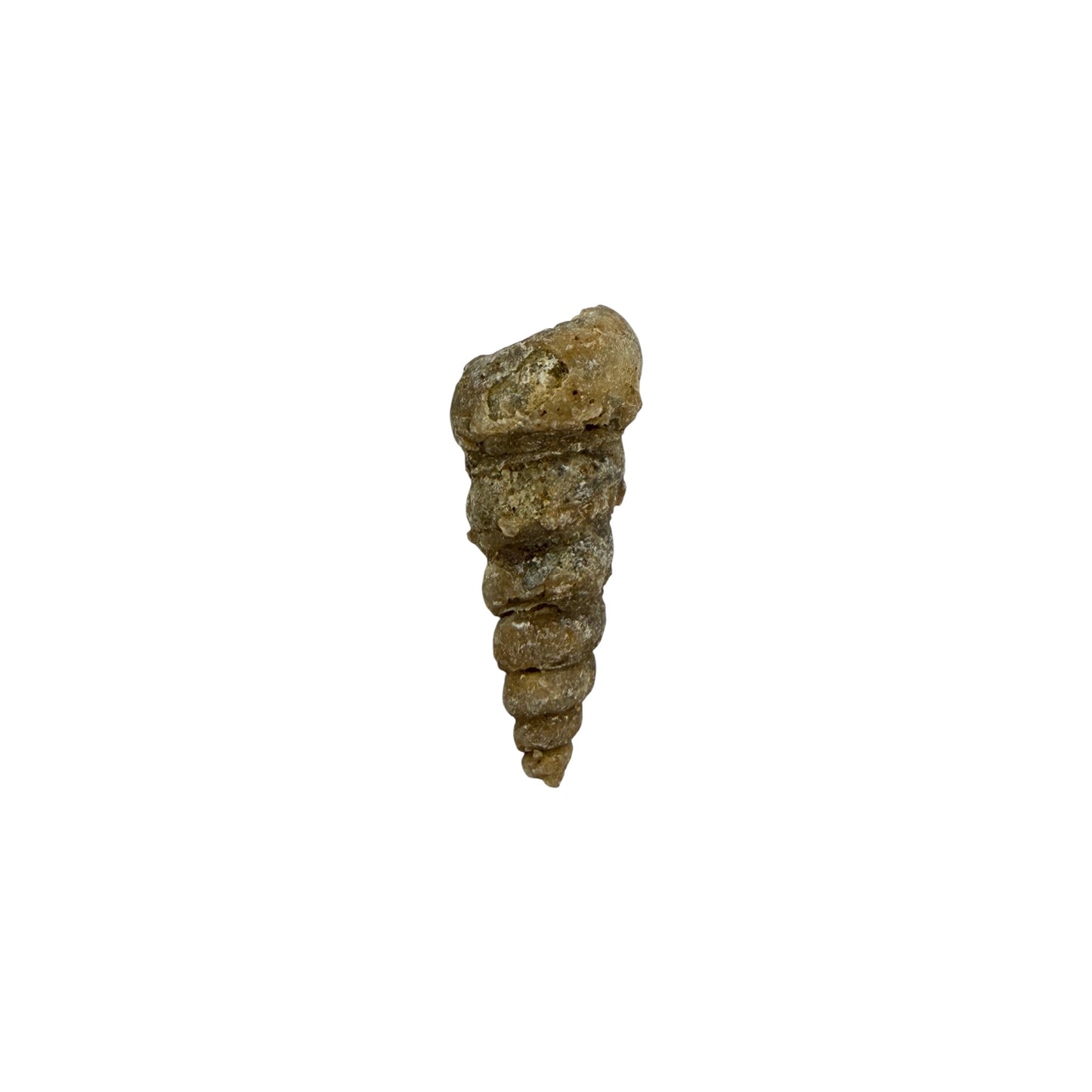 Turritella Fossil