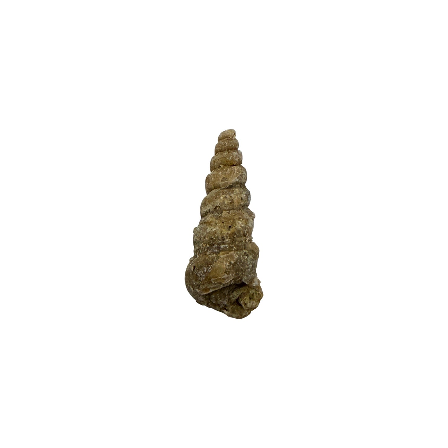 Turritella Fossil