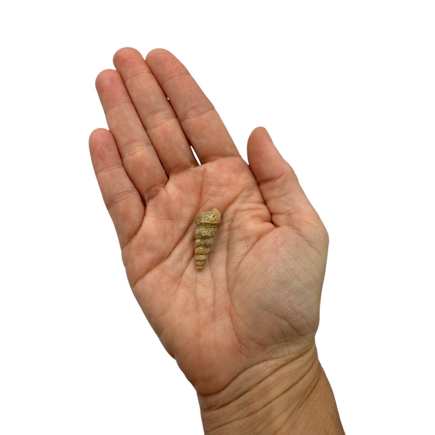 Turritella Fossil