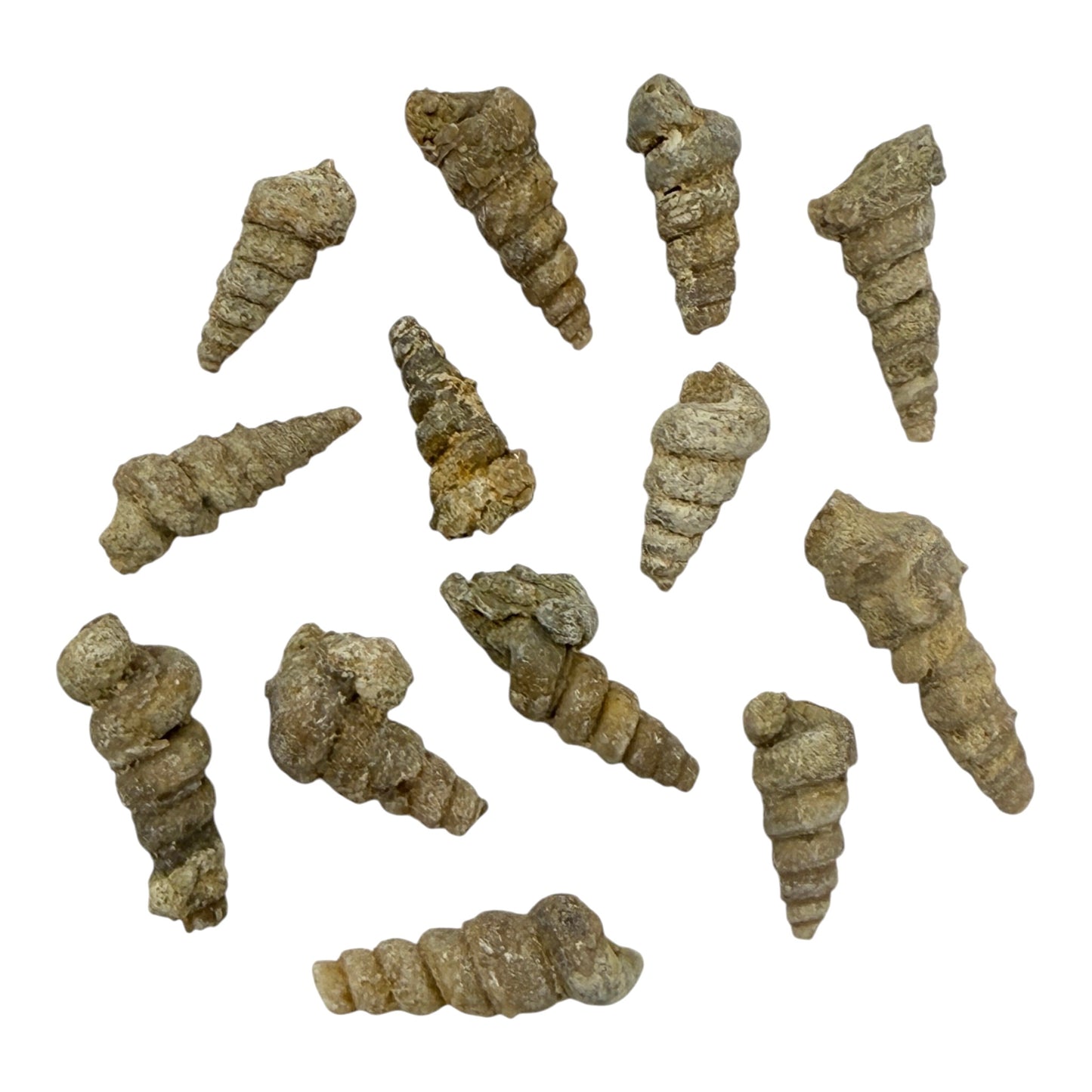 Turritella Fossil