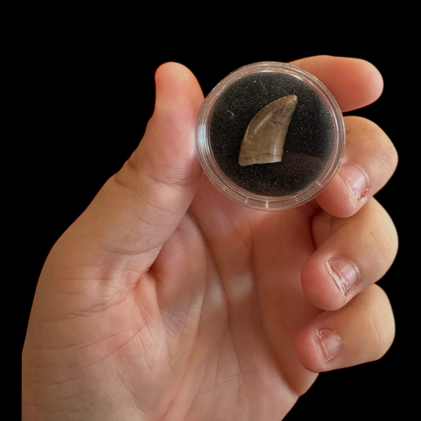 Fossilized Dinosaur Tooth (Tyrannosaur)