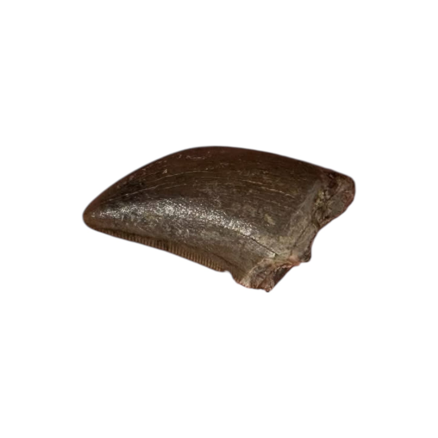 Fossilized Dinosaur Tooth (Tyrannosaur)