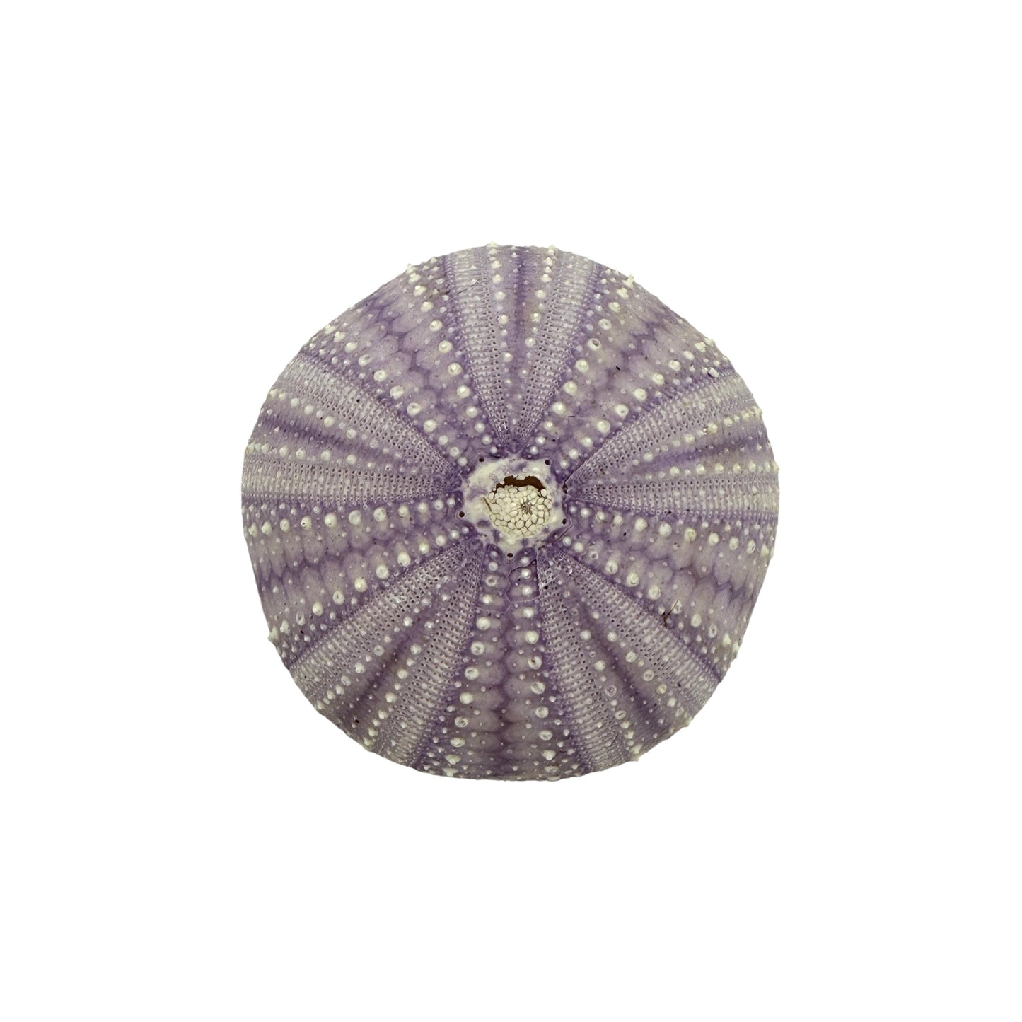 Urchin (Purple)
