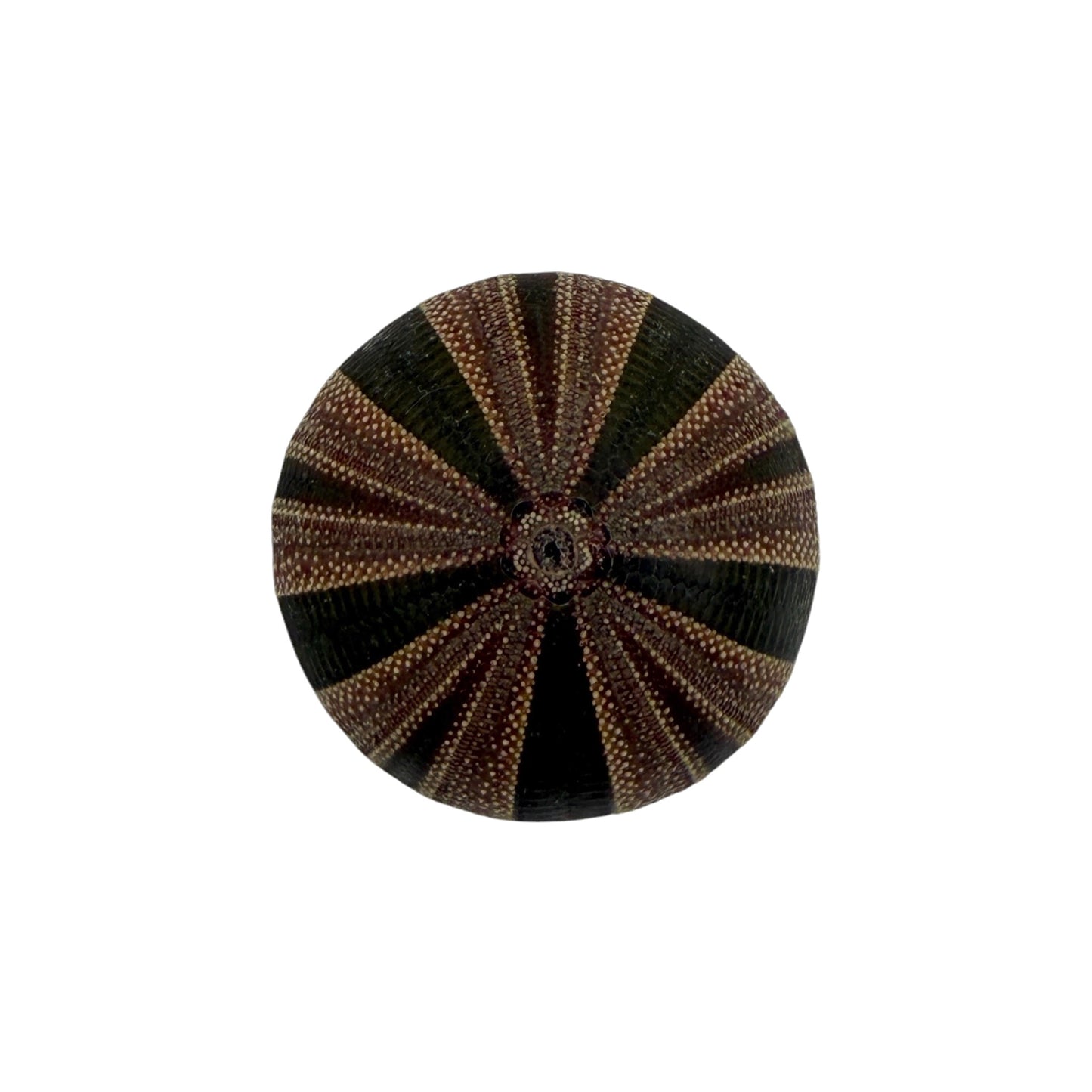Urchin (Tuxedo)