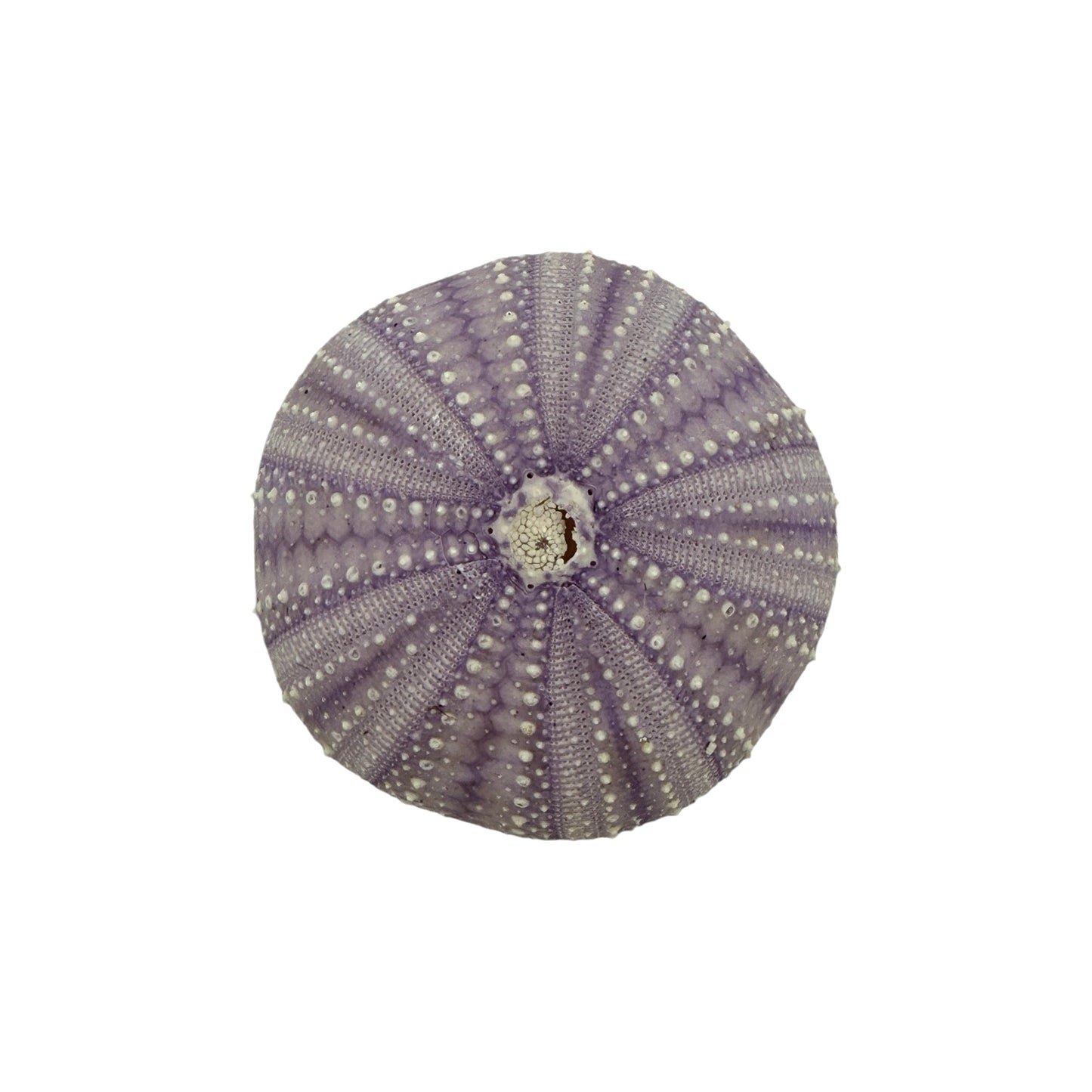 Urchin (Purple)