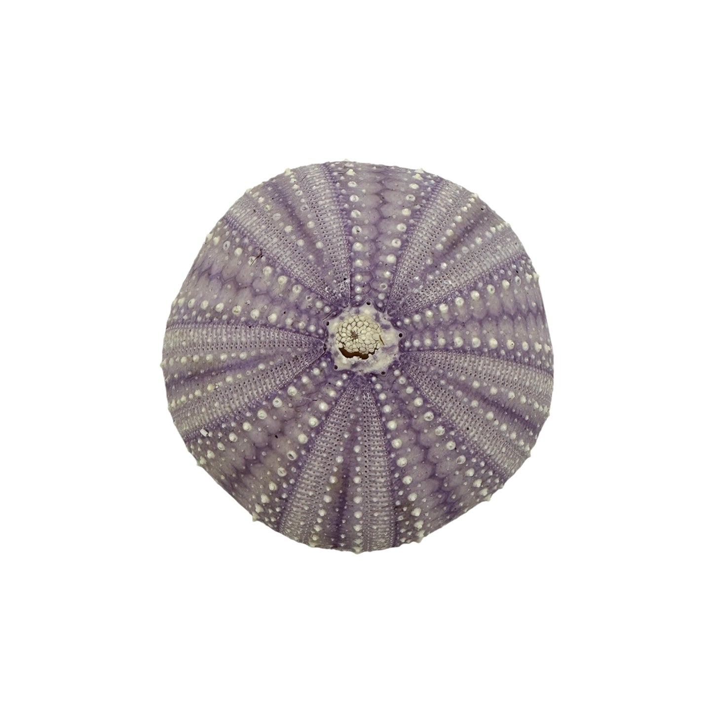 Urchin (Purple)