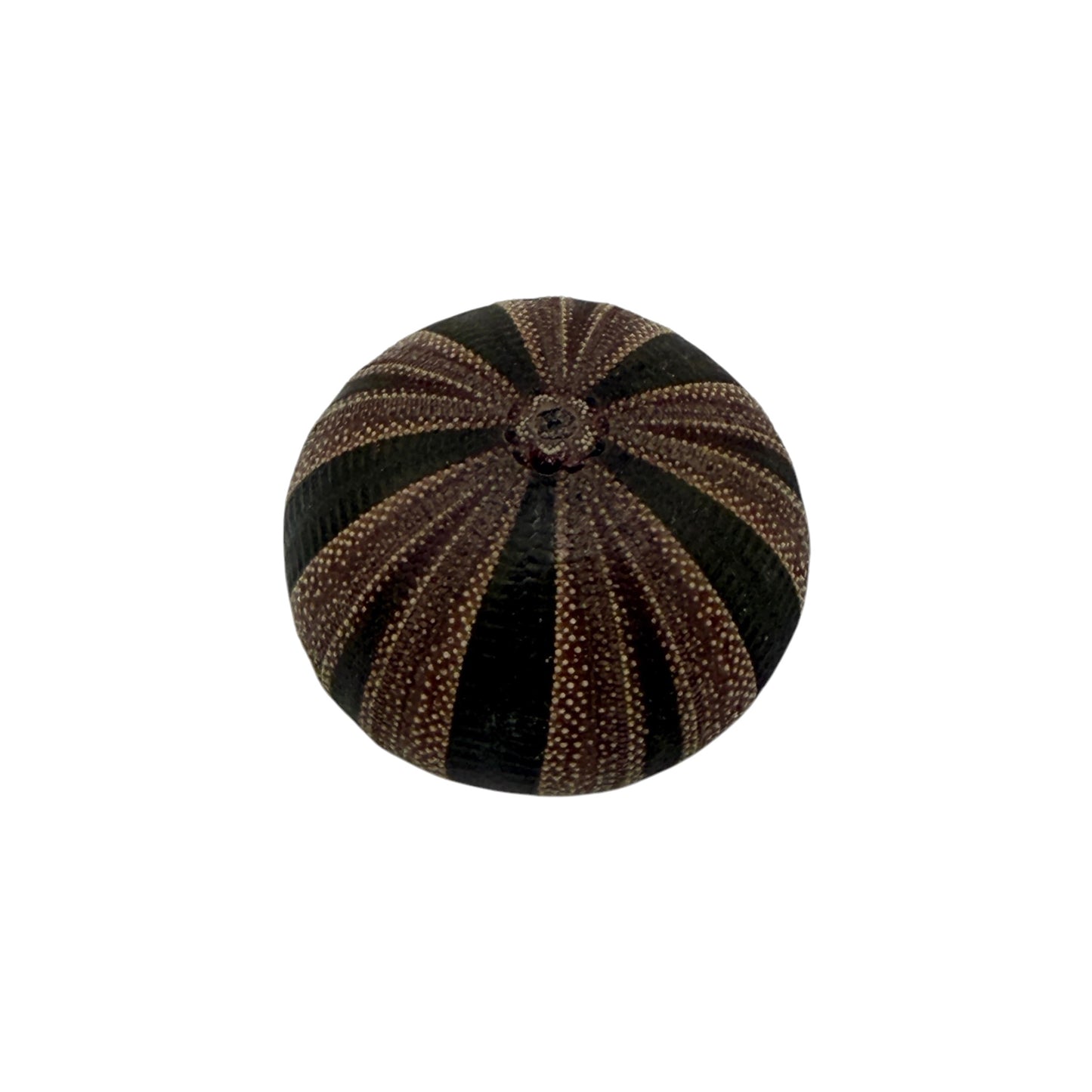 Urchin (Tuxedo)