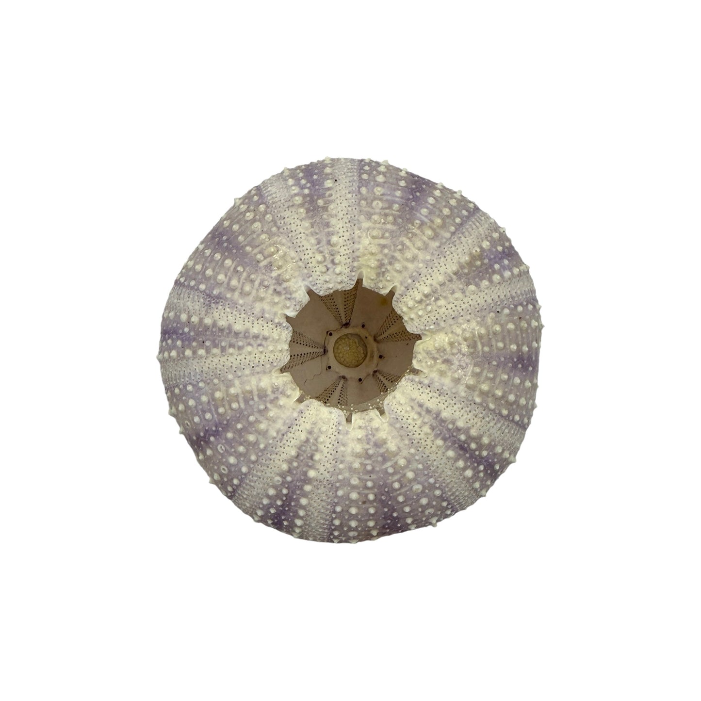 Urchin (Purple)