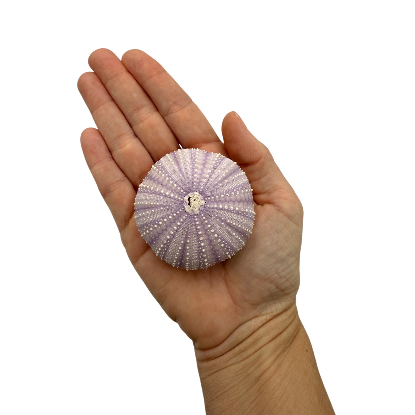Urchin (Purple)