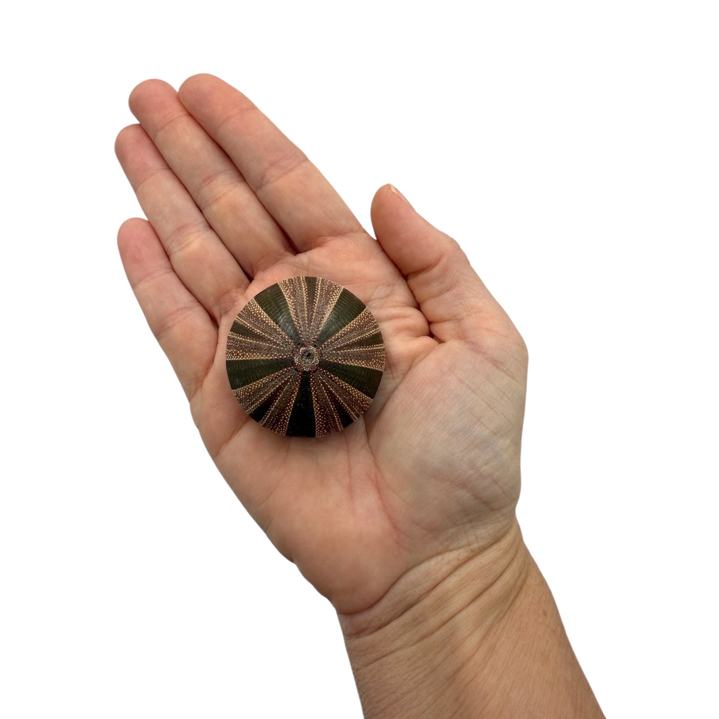 Urchin (Tuxedo)